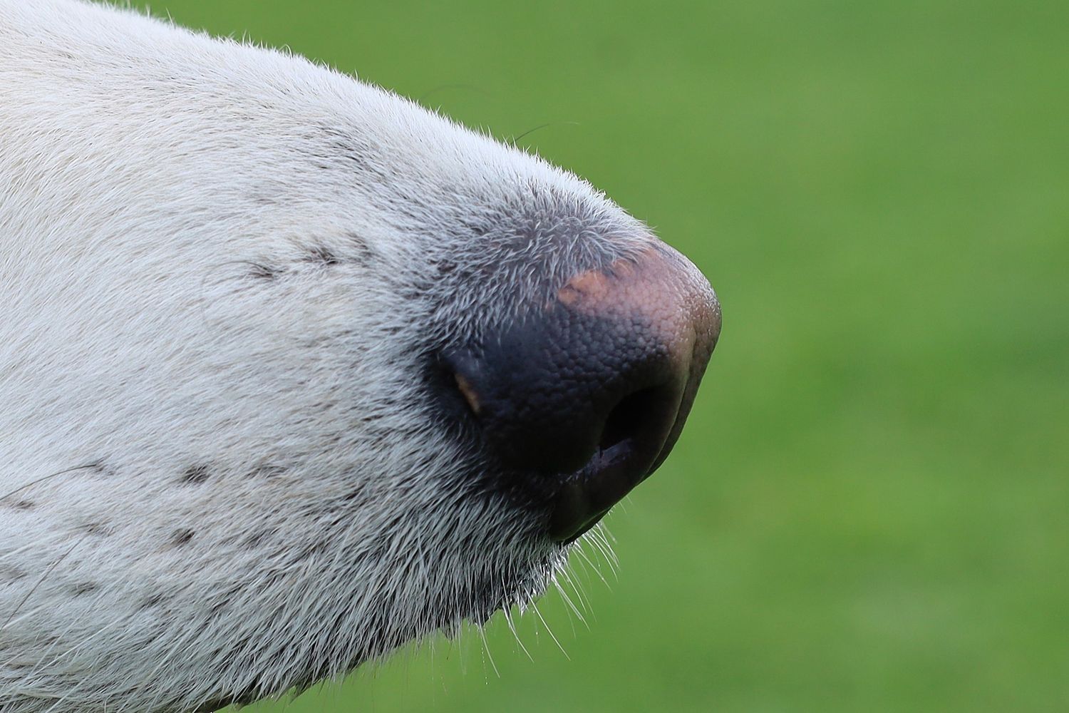 Extreme close-up of a white dog nose with black spots against a green background.
German Shepperd
By Chris Harban