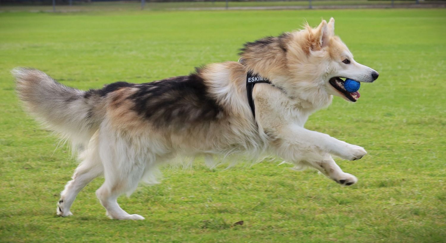 A fluffy German Shepperd dog runs across a green field carrying a blue ball in its mouth while wearing a harness.
By Chris Harban