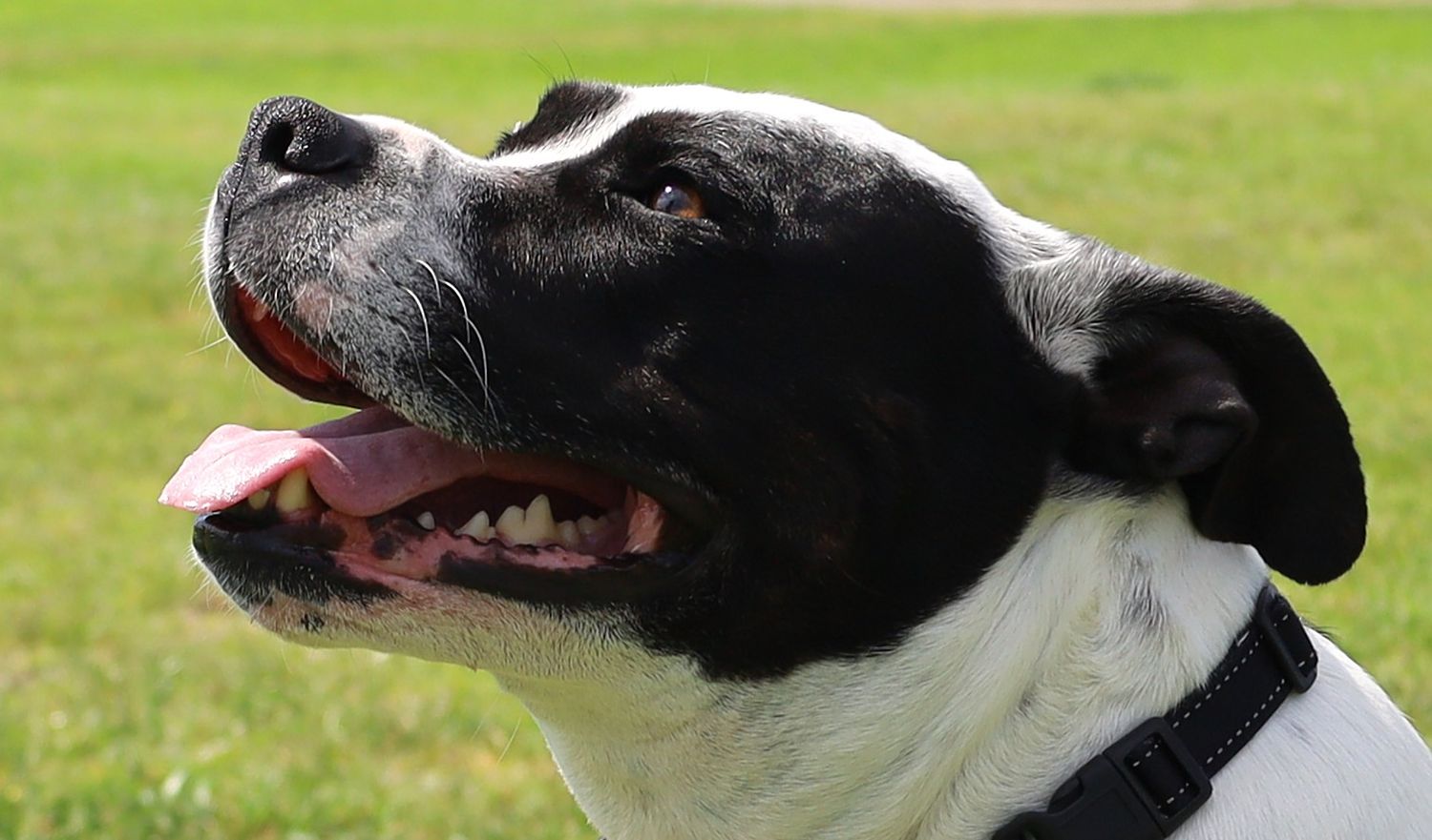 Black and white dog with tongue out, panting happily outdoors on a sunny day.