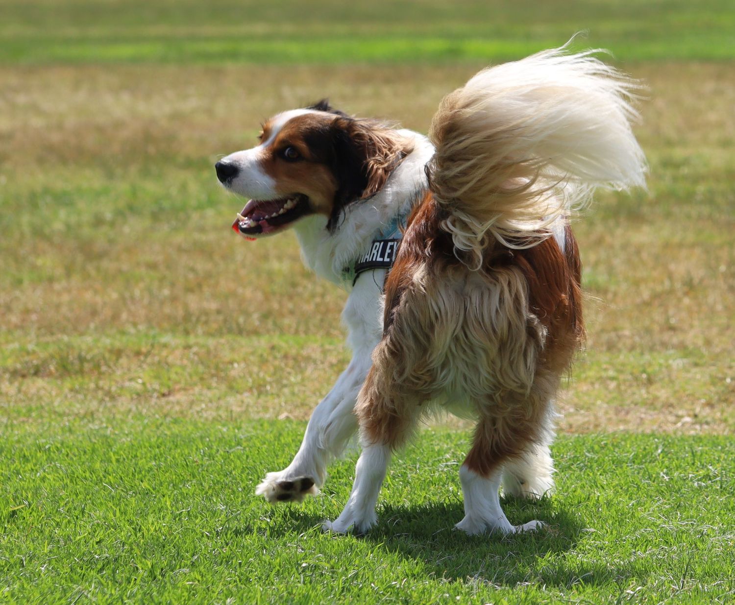 A fluffy brown and white dog with windswept fur trots across a lush green grass field on a sunny day.