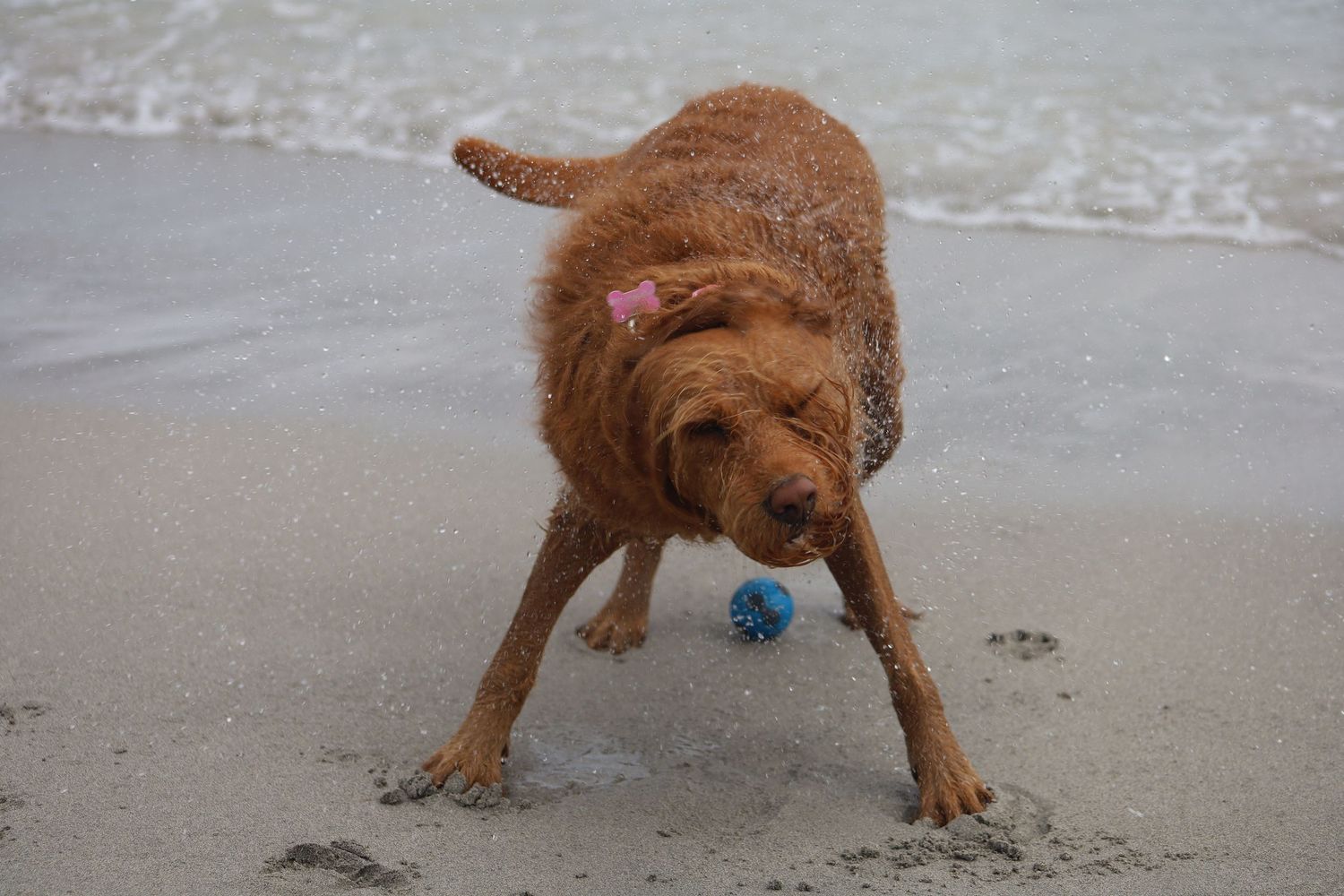 A wet golden doodle dog plays with a blue ball on a sandy beach near ocean waves.