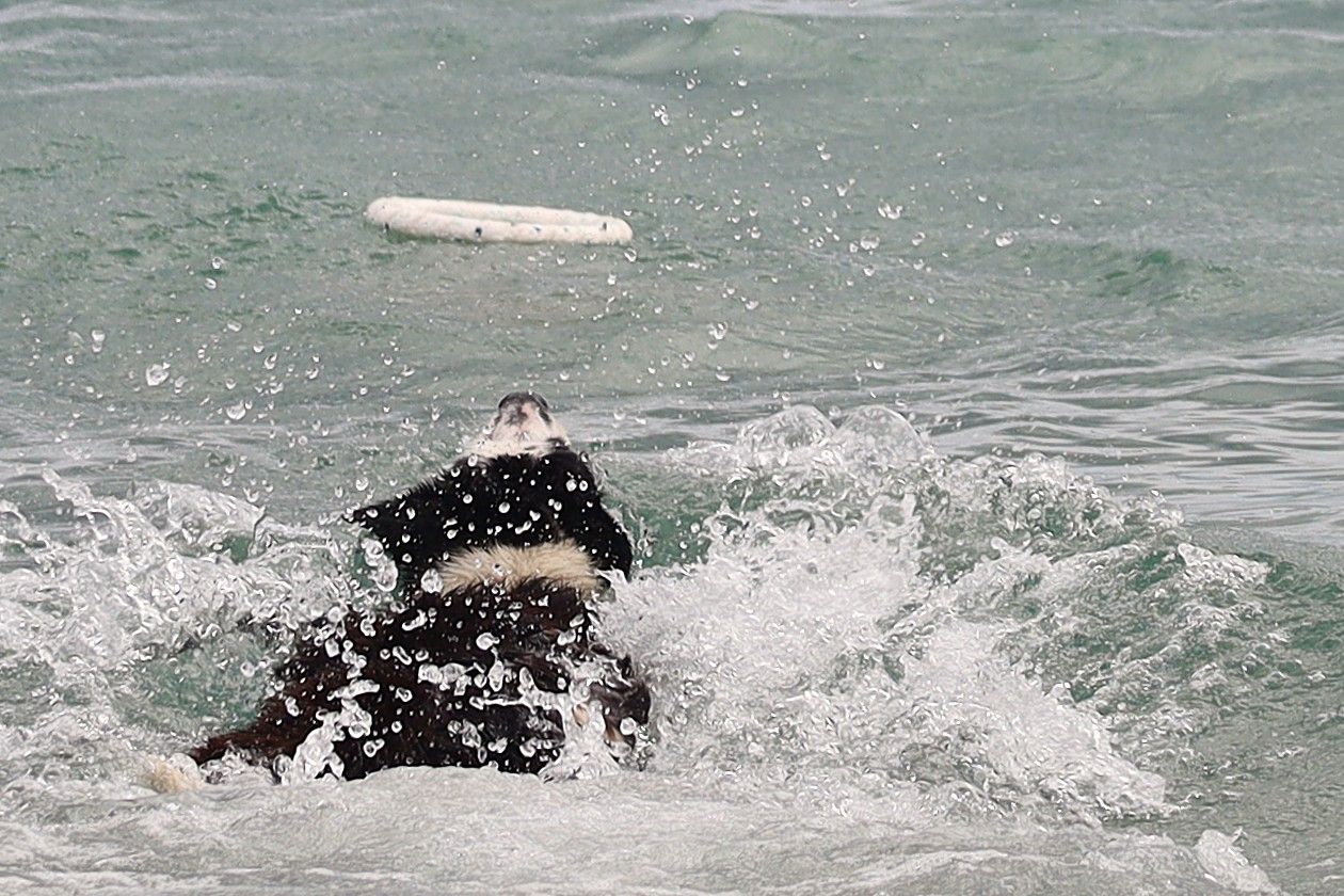 A dog splashing through ocean waves chasing a white toy in the surf.