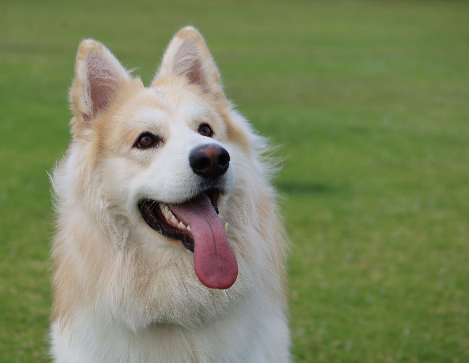 A fluffy cream-colored German Shepperd dog with tongue out sits happily on green grass.
By Chris Harban