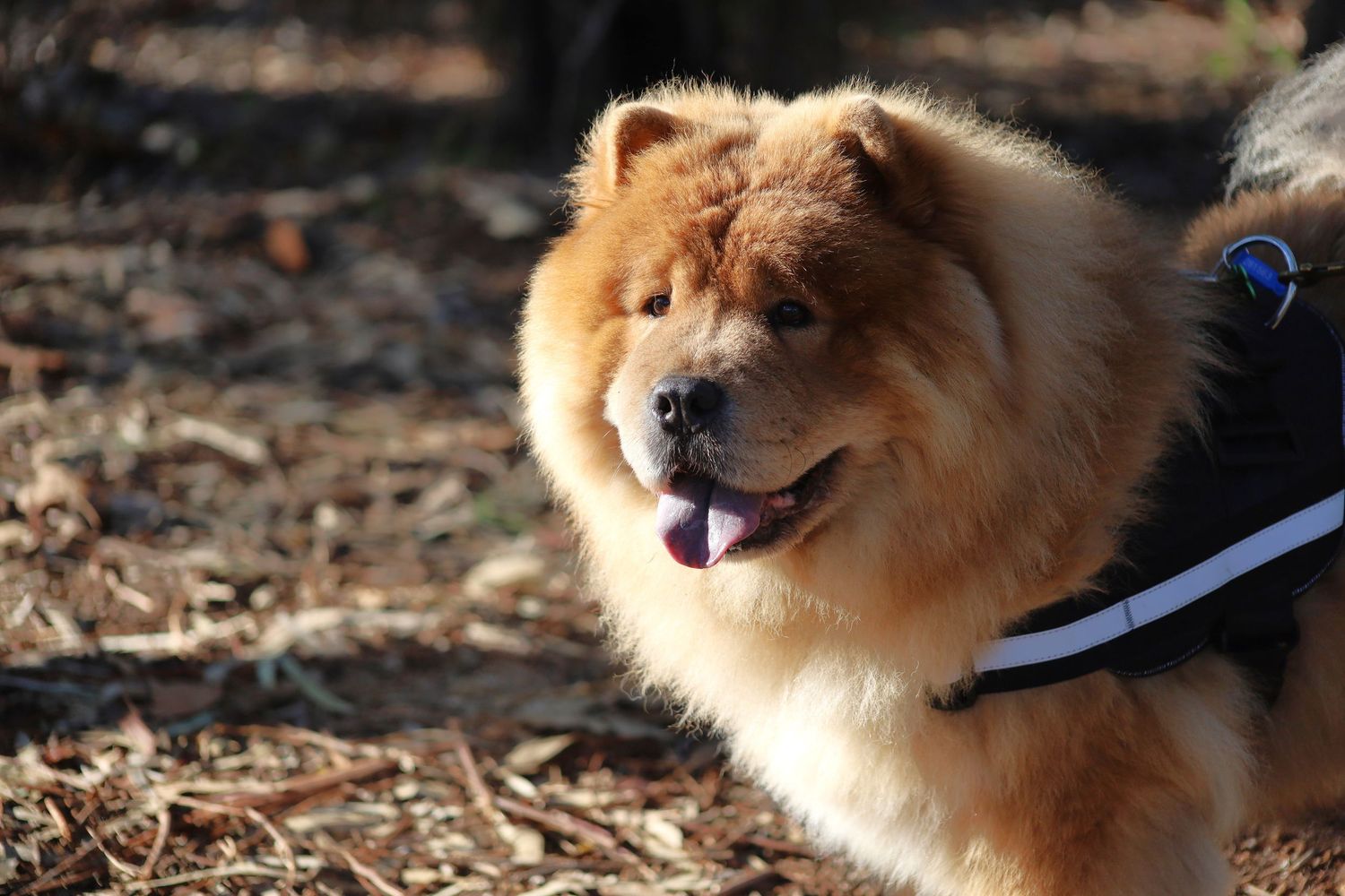 Fluffy golden Chow Chow dog with blue tongue on a leash outdoors in a wooded area.