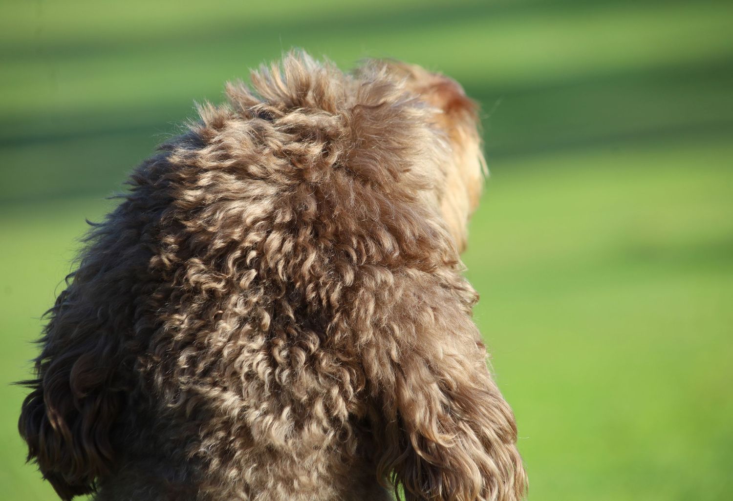 Close-up rear view of a fluffy brown curly-haired dog sitting outdoors on a green grass background.
