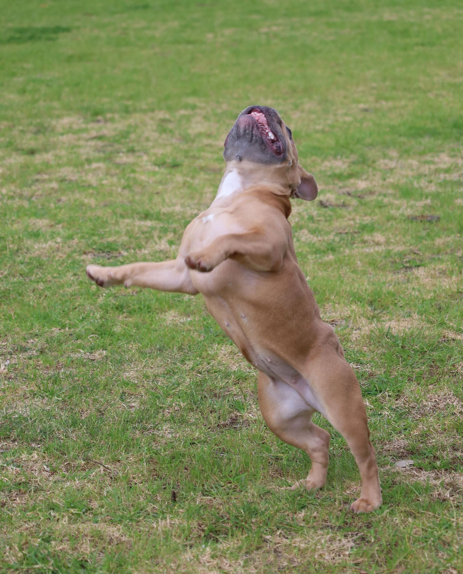 A muscular French Bulldog standing on its hind legs on a green grass lawn outdoors.