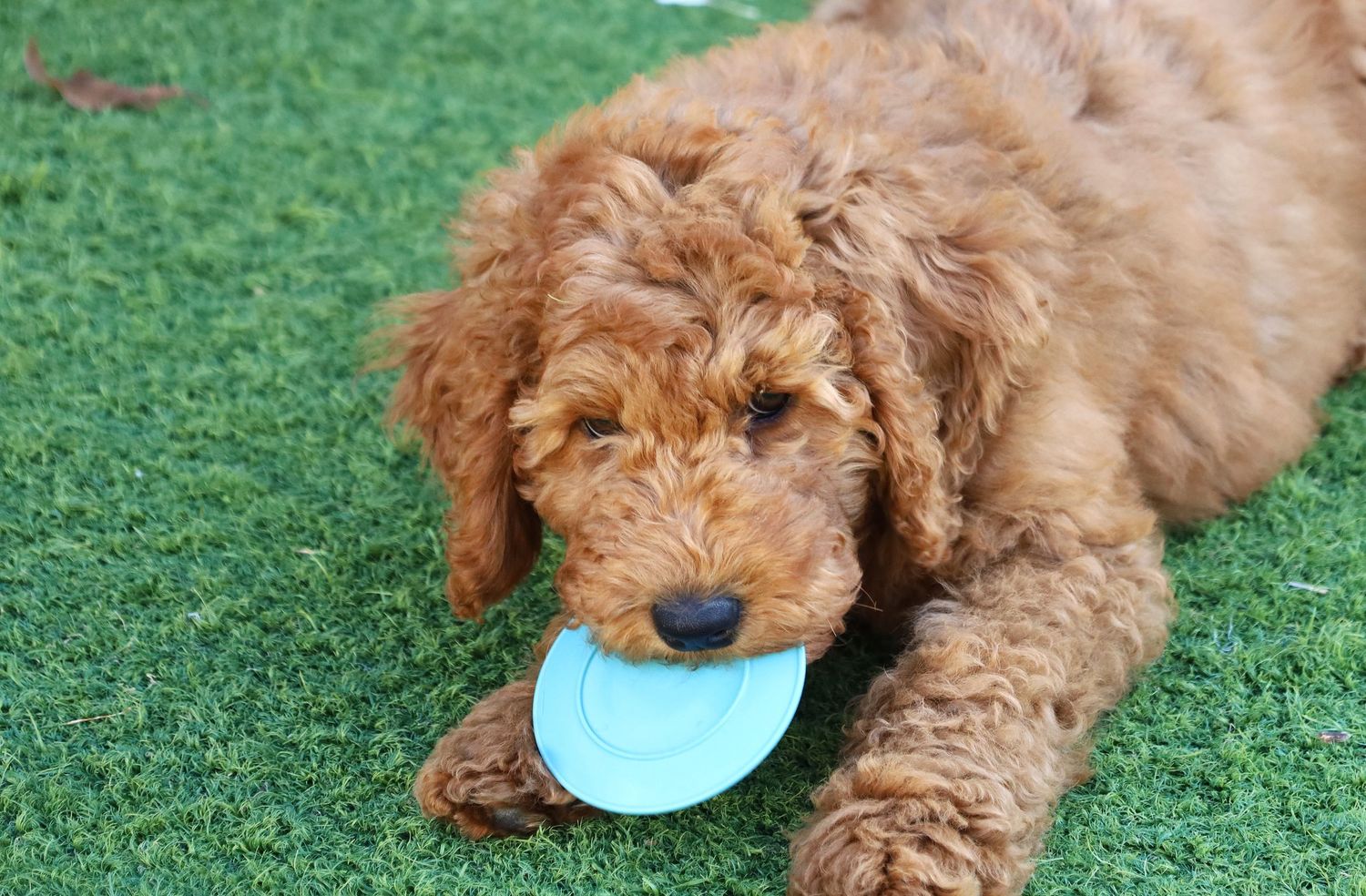Goldendoodle puppy lying on green grass holding a light blue frisbee in its mouth.
By Chris Harban