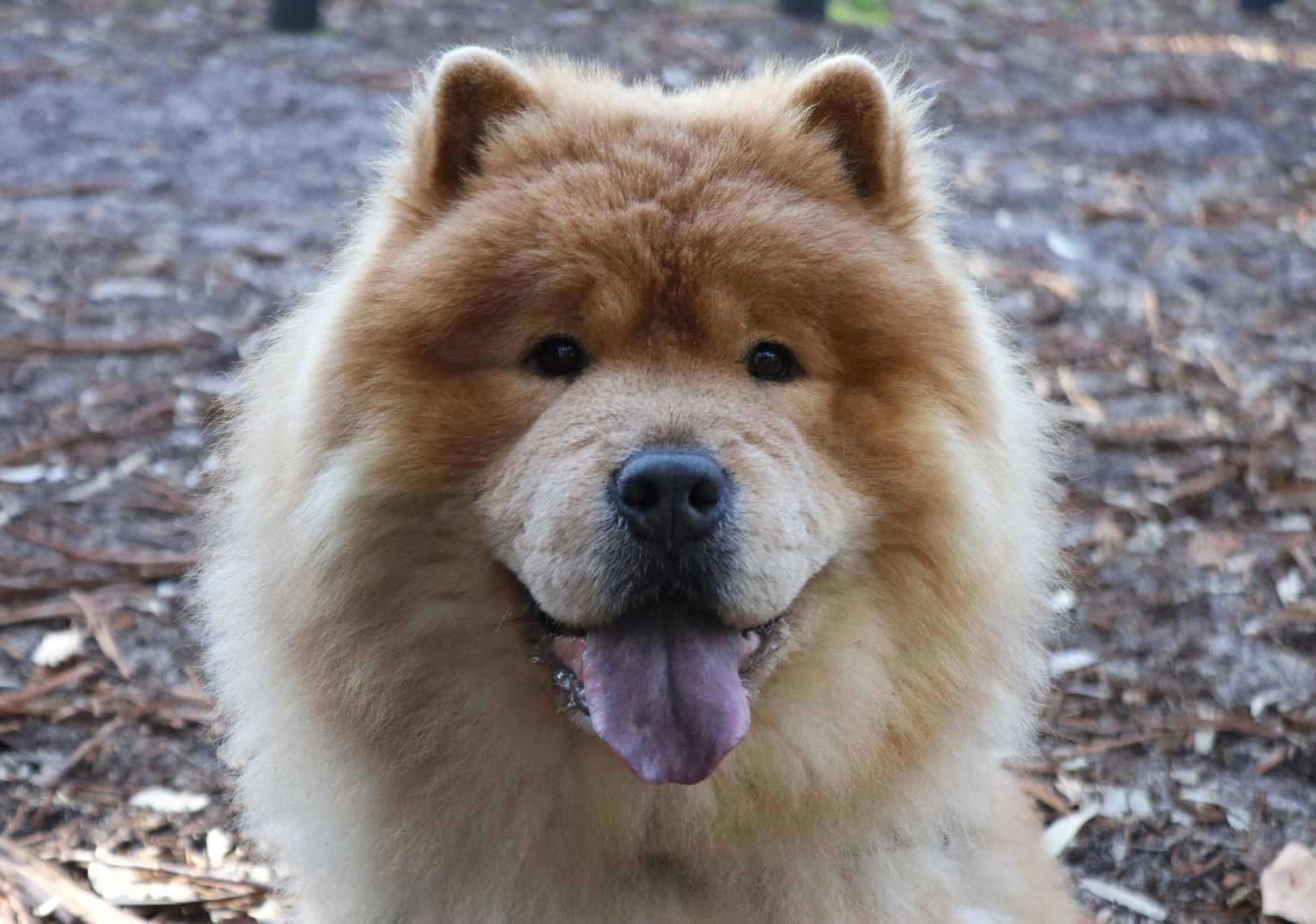 Fluffy golden Chow Chow dog with blue tongue outdoors on wood chip ground, close-up portrait photo.