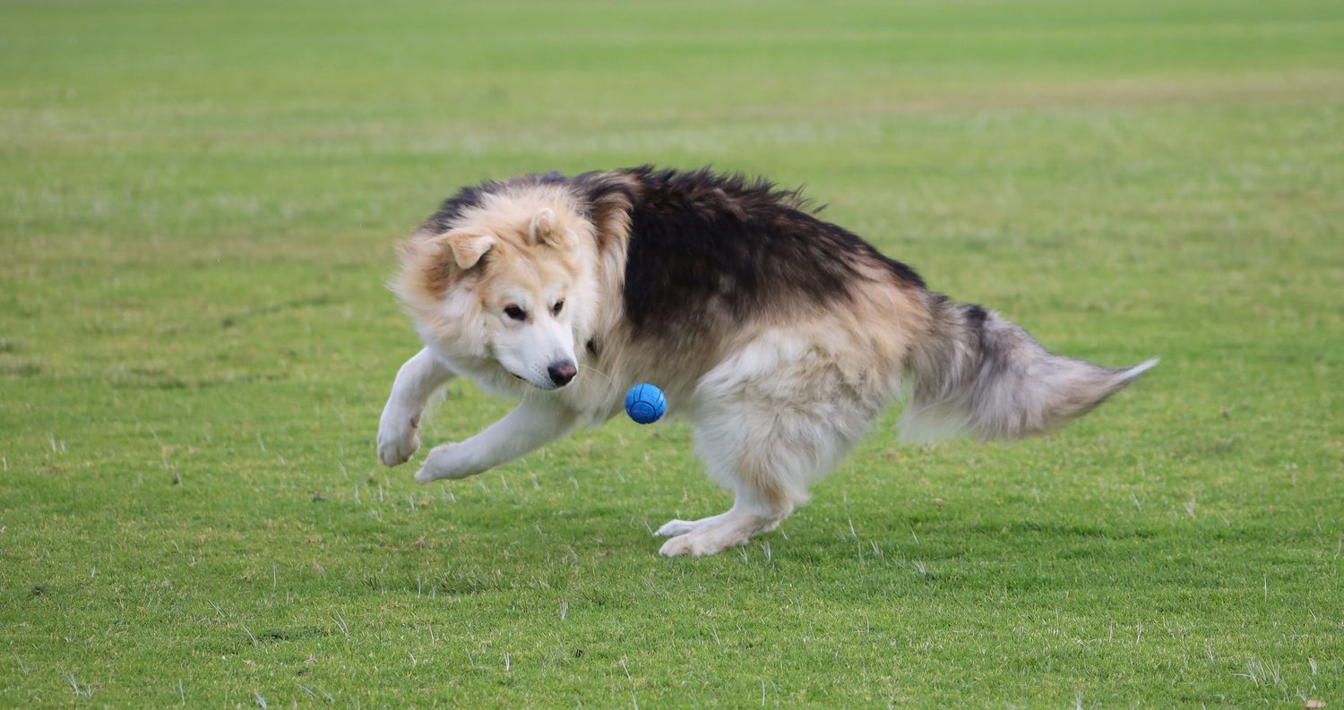 A fluffy German Shepperd dog runs across green grass while carrying a blue ball in its mouth on a sunny day.
By Chris Harban