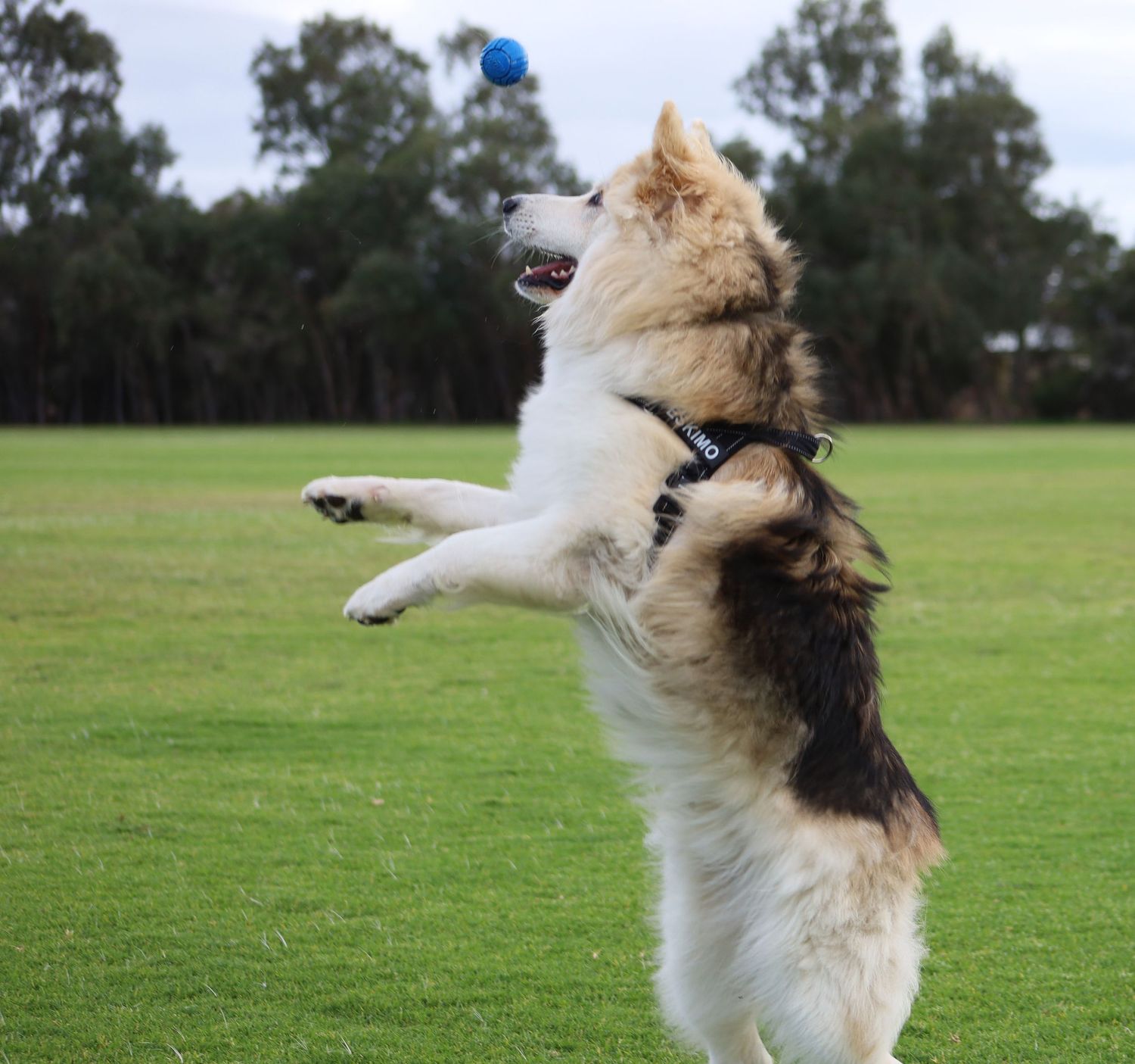 Large fluffy German Shepperd dog jumping high to catch a blue ball on a green grass field.
By Chris Harban