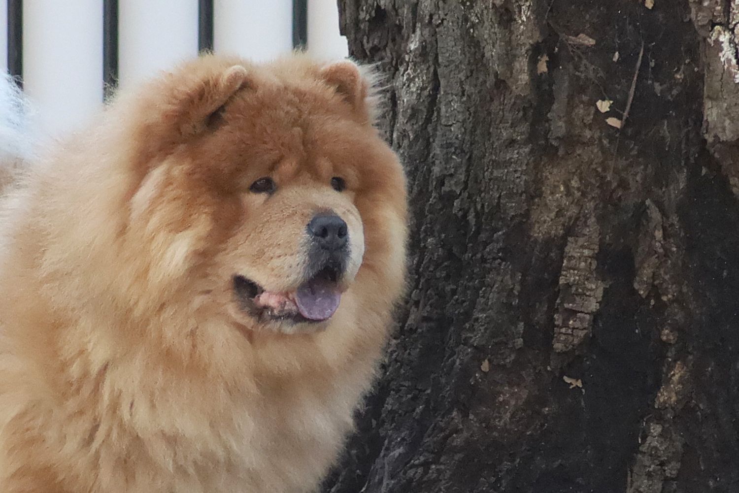 Fluffy Chow Chow dog with golden fur standing beside a tree trunk outdoors.