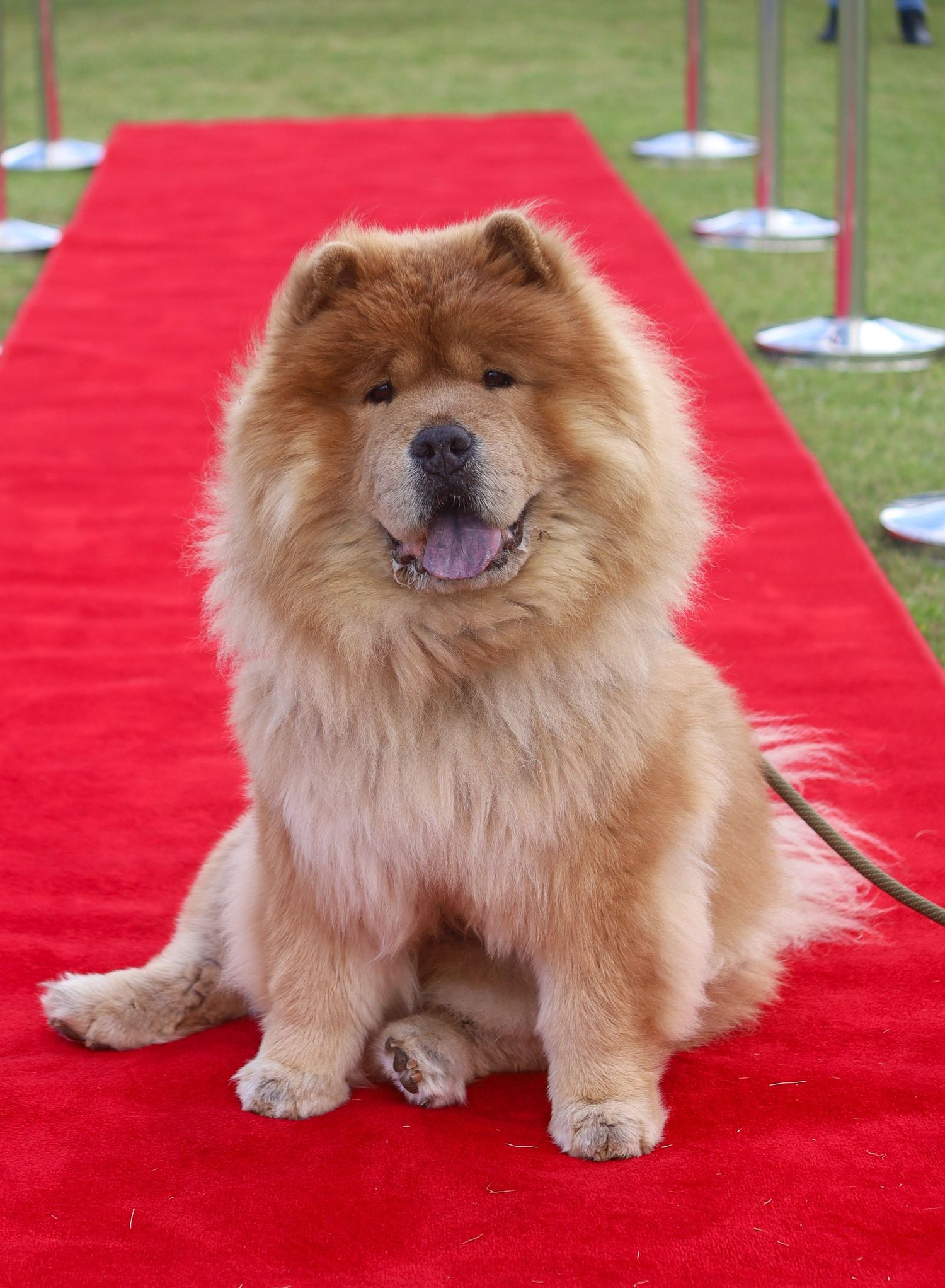 Fluffy cinnamon-colored chow chow dog sitting on a red carpet lined with silver stanchions on a green grass lawn.