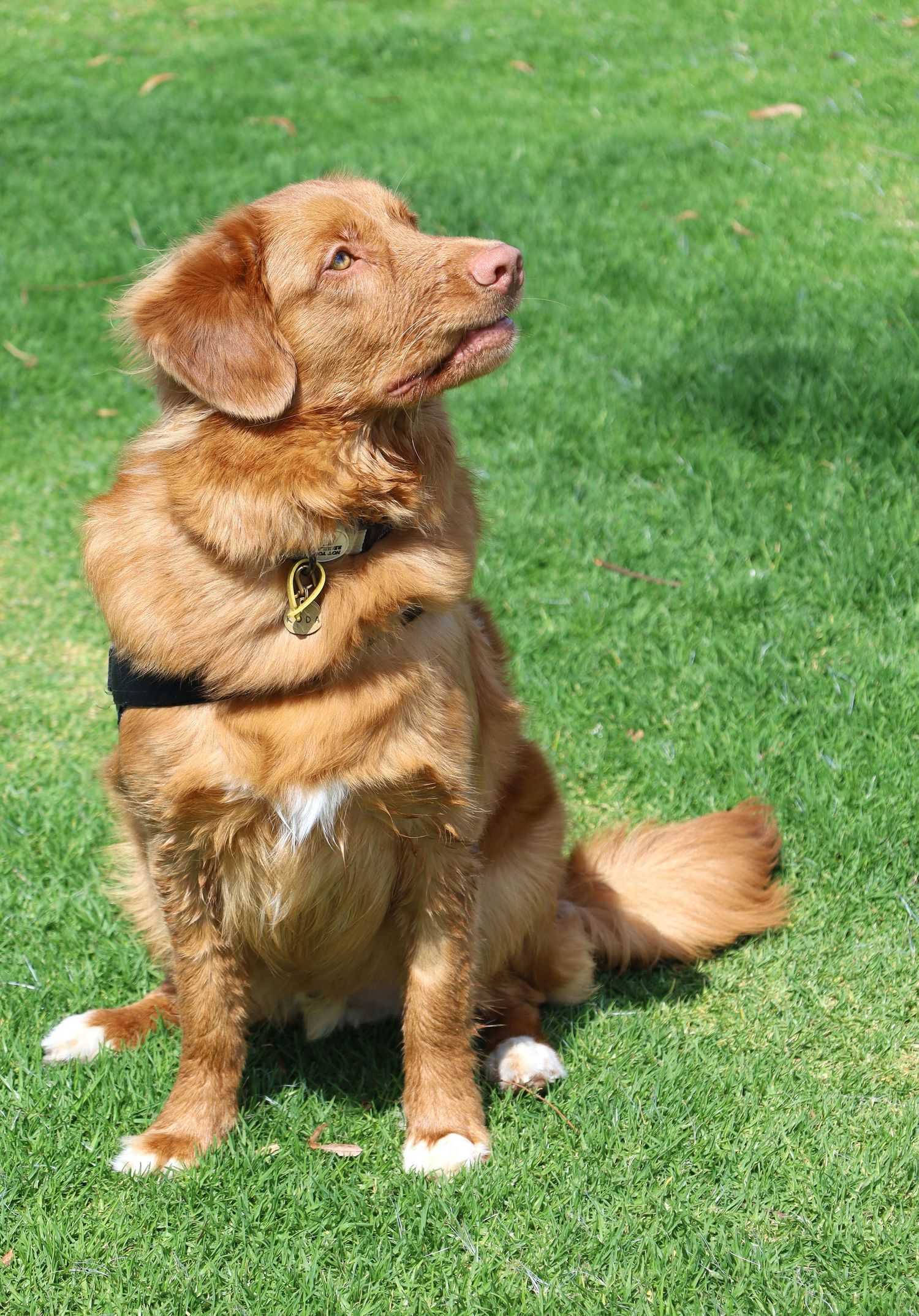 A golden-brown Nova Scotia Duck Tolling Retriever sits attentively on green grass, wearing a collar.
