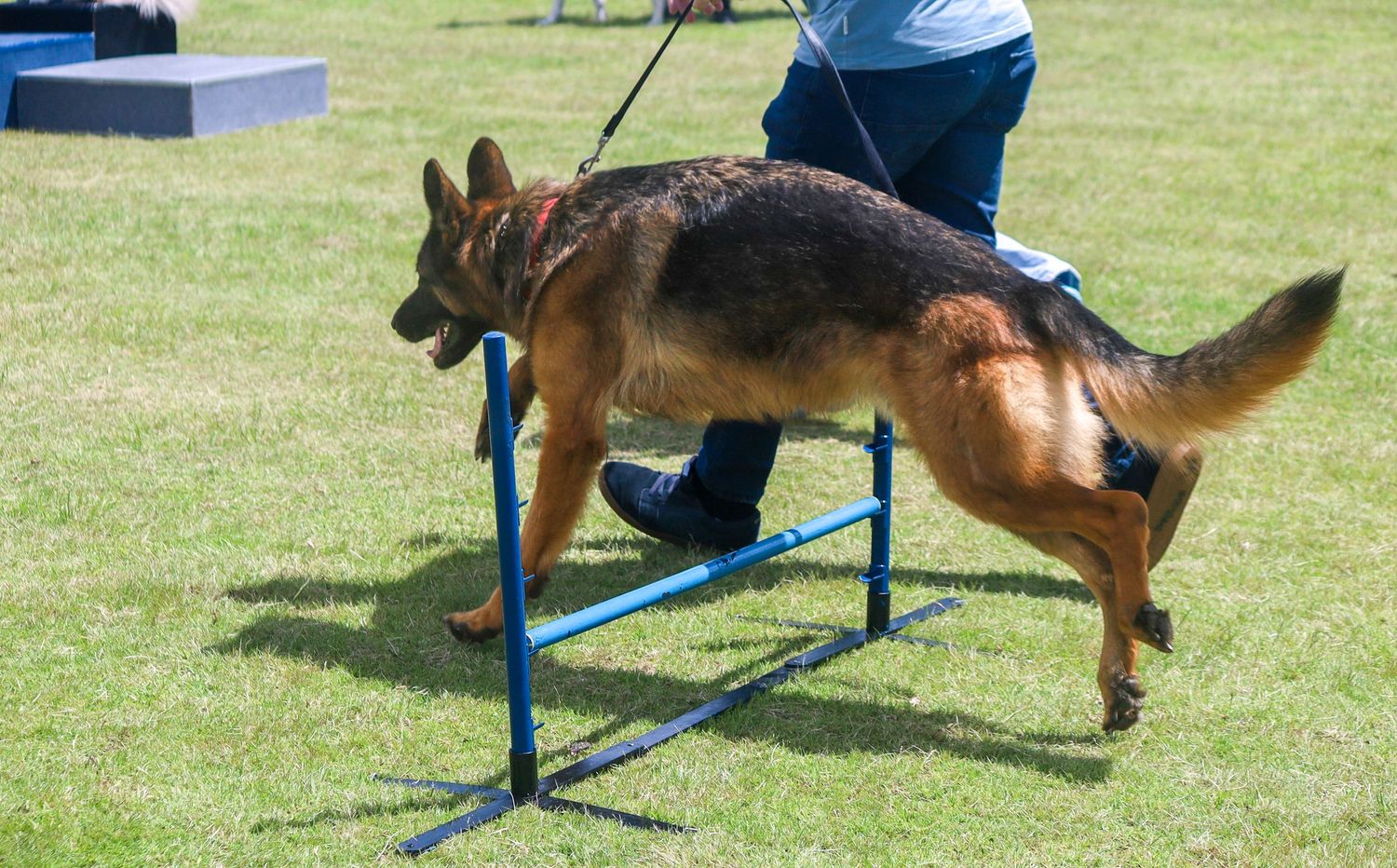 German Shepherd leaping over a blue agility jump on a grassy field while its handler runs alongside during dog training.