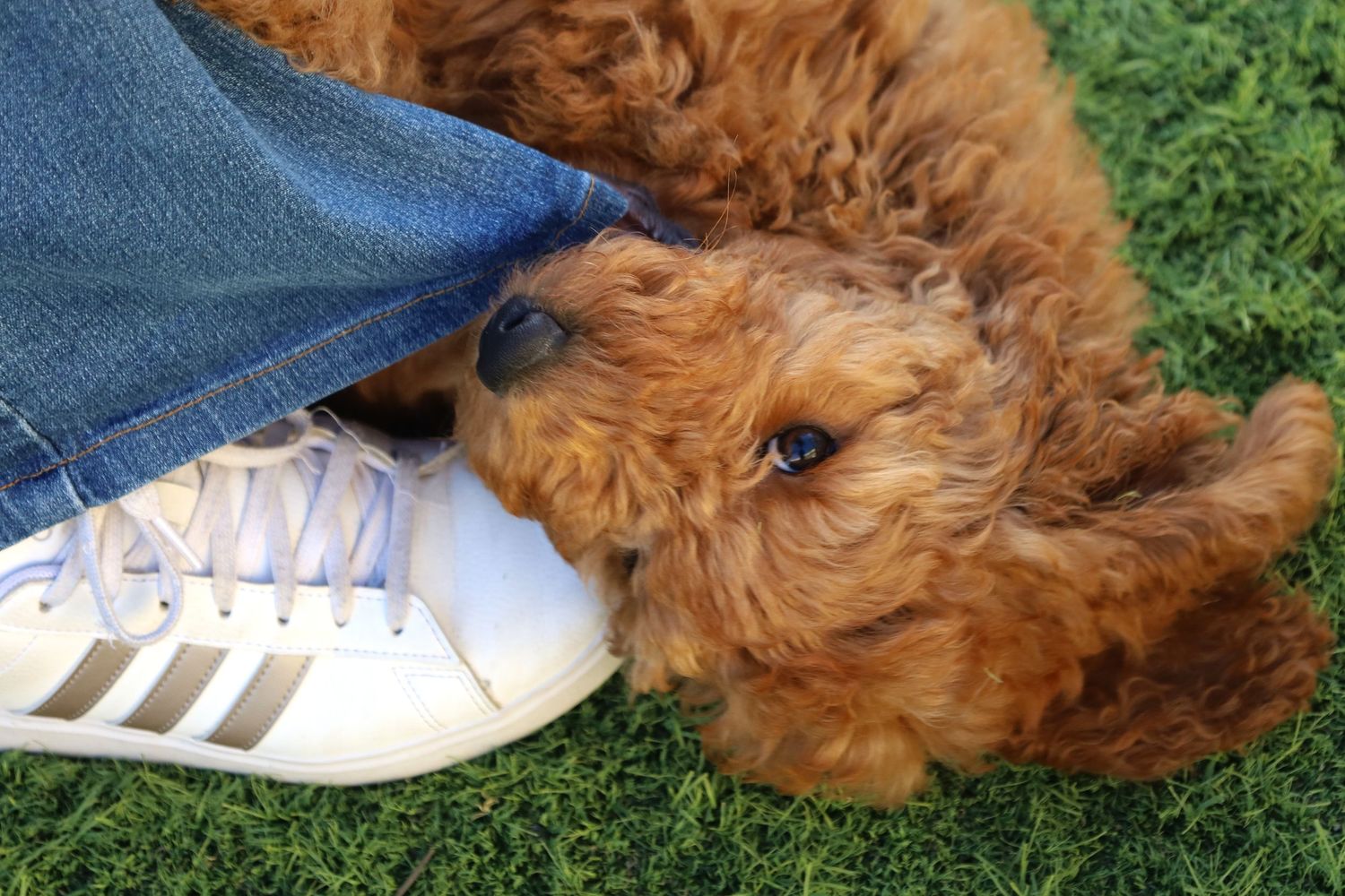 A fluffy Goldendoodle puppy playfully chews on white Adidas sneakers on green grass.