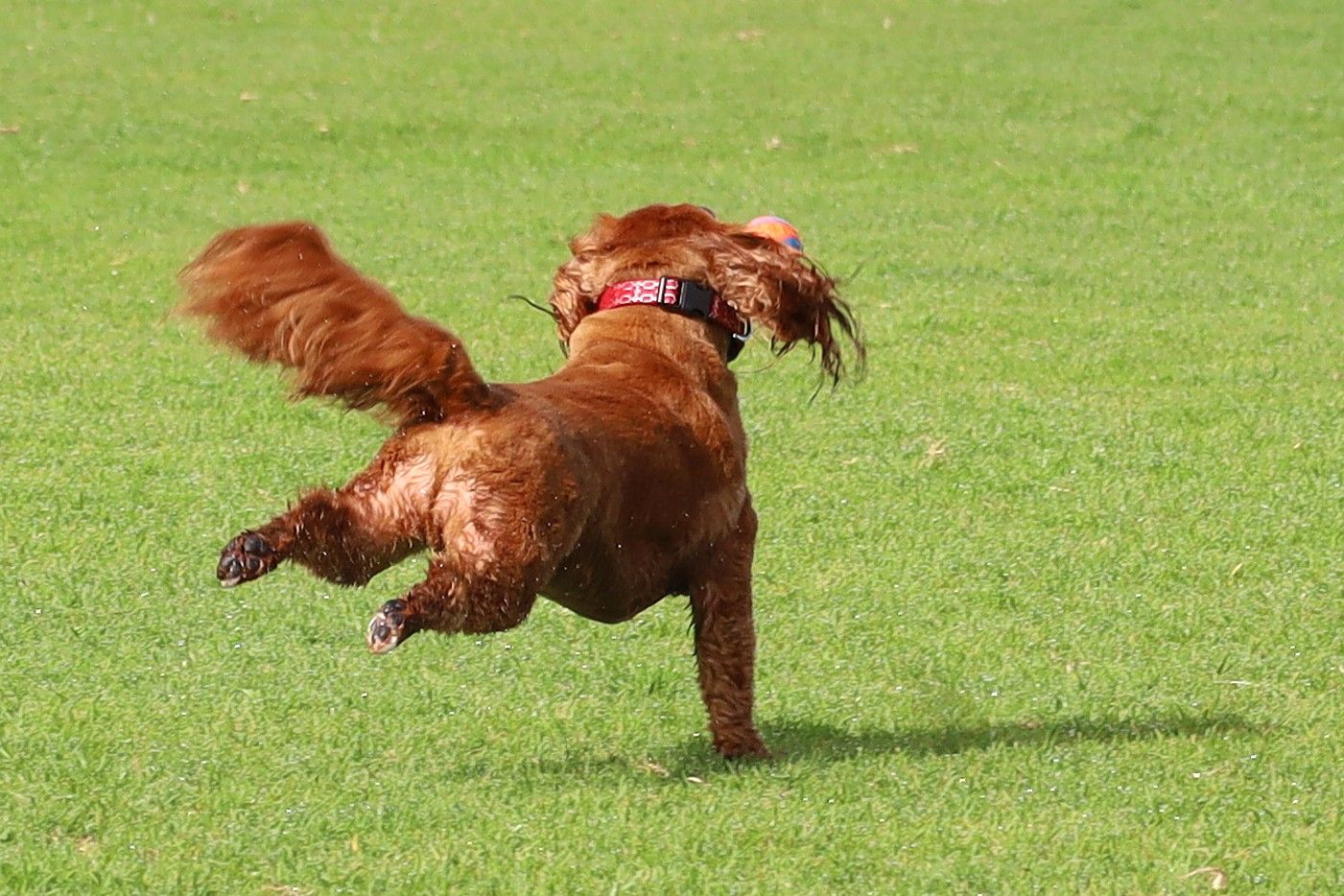 A lively Cavoodle dog running and playing on a lush green grass field wearing a pink collar.