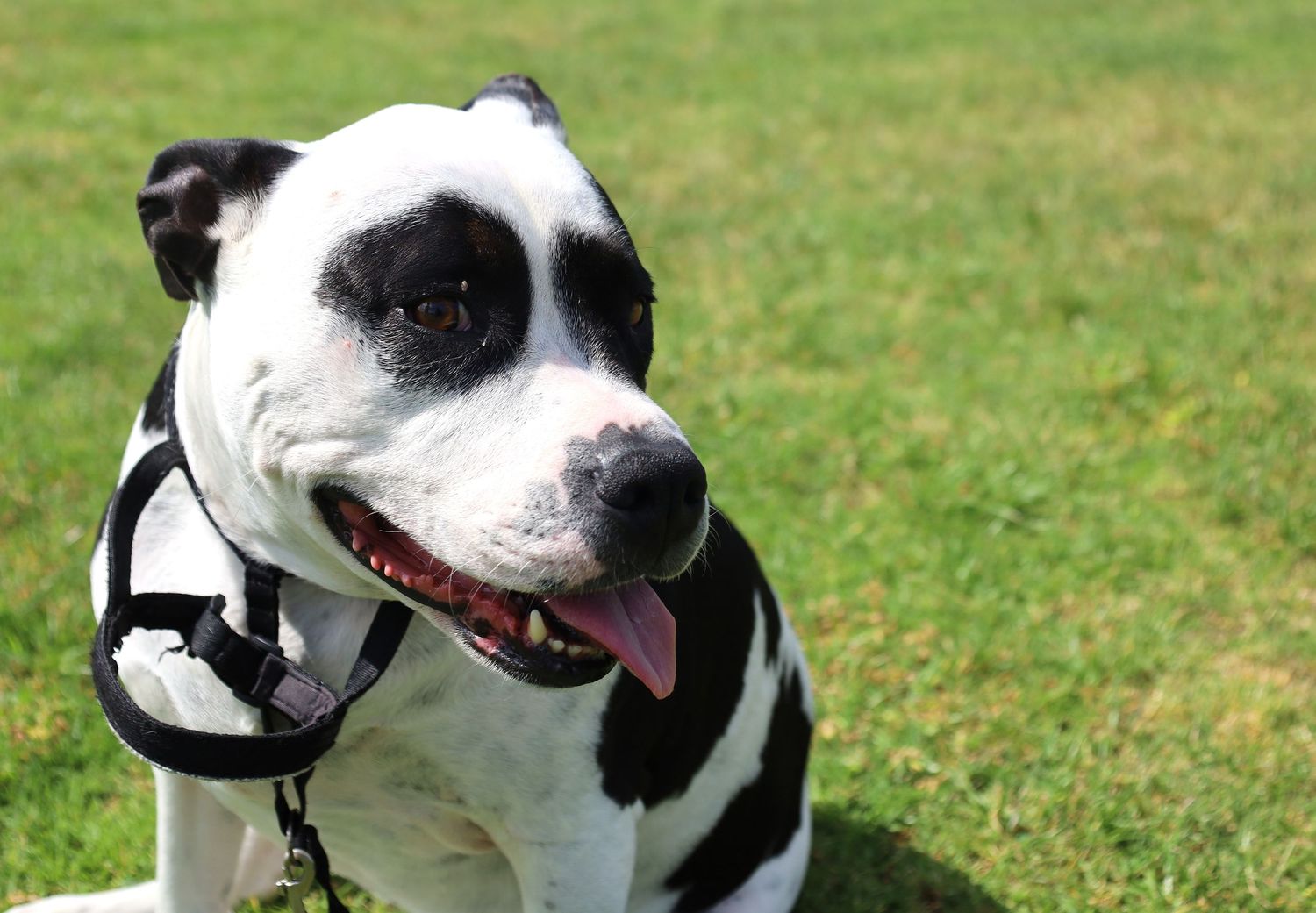 Black and white American Staffy dog wearing a harness sitting on green grass with tongue out on a sunny day.