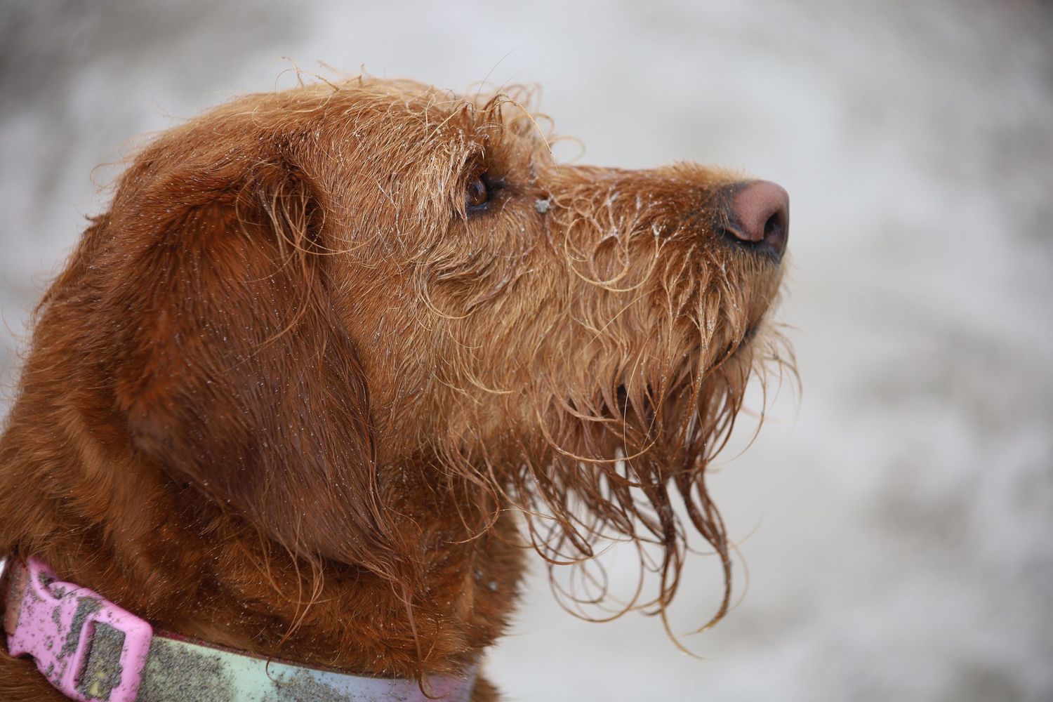 Wet brown wire-haired dog with shaggy fur and pink collar, captured in close-up profile view outdoors.