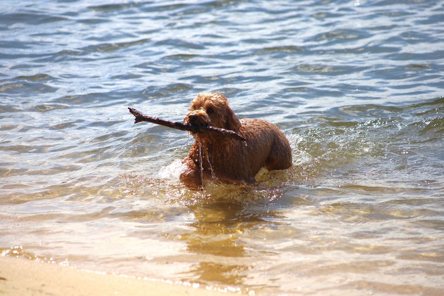 A Cavoodle dog fetching a stick while wading through shallow ocean waves near a sandy beach.