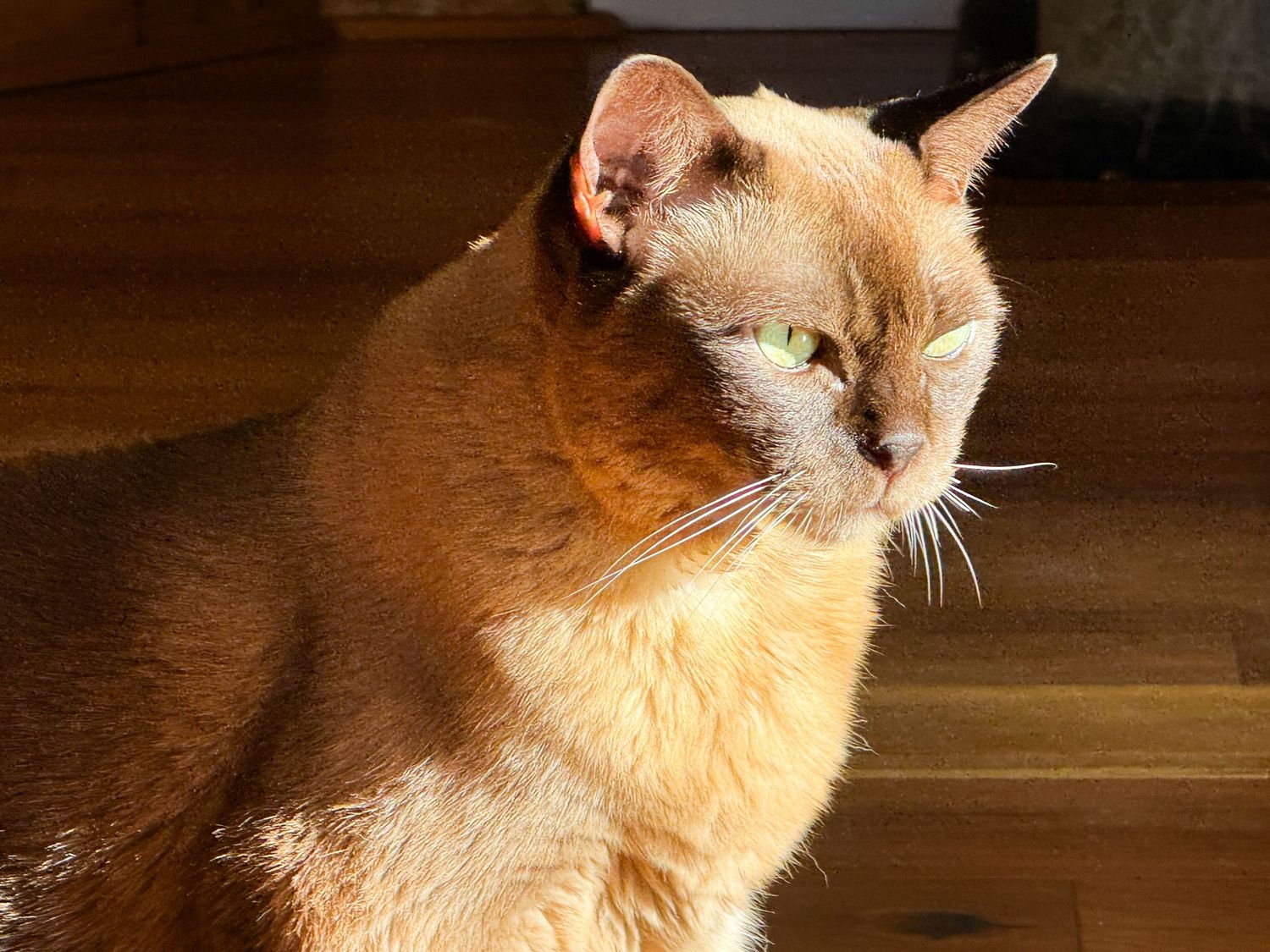 Close-up of chocolate Burmese cat basking in warm sunlight on a wooden floor.
By Chris Harban
