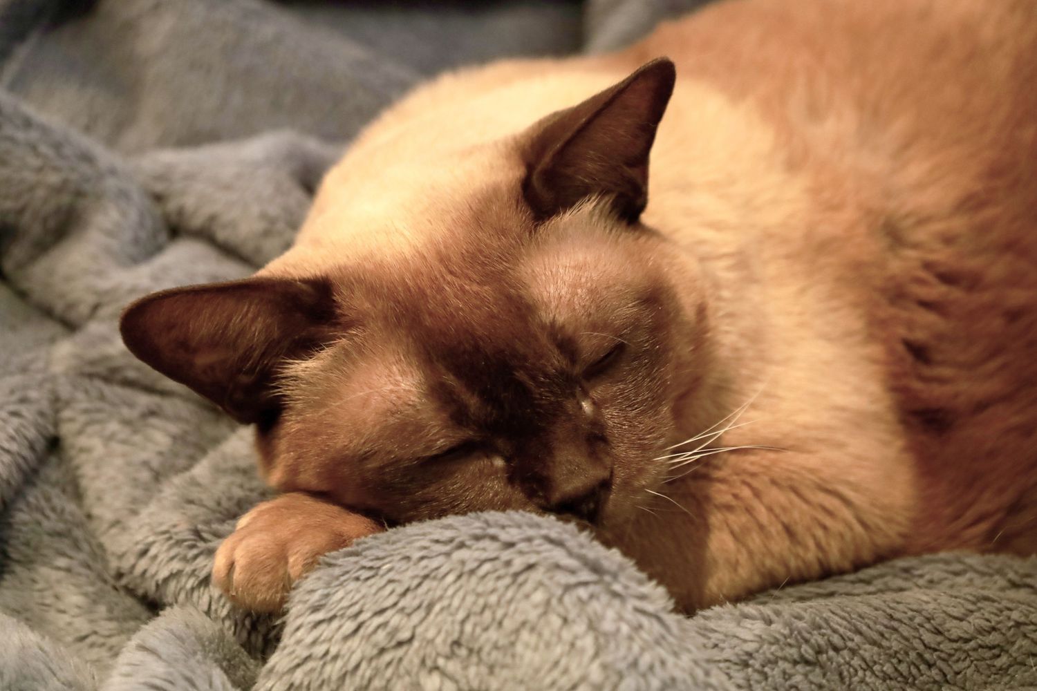 A chocolate brown Burmese cat sleeping peacefully curled up on a cozy grey blanket.
By Chris Harban