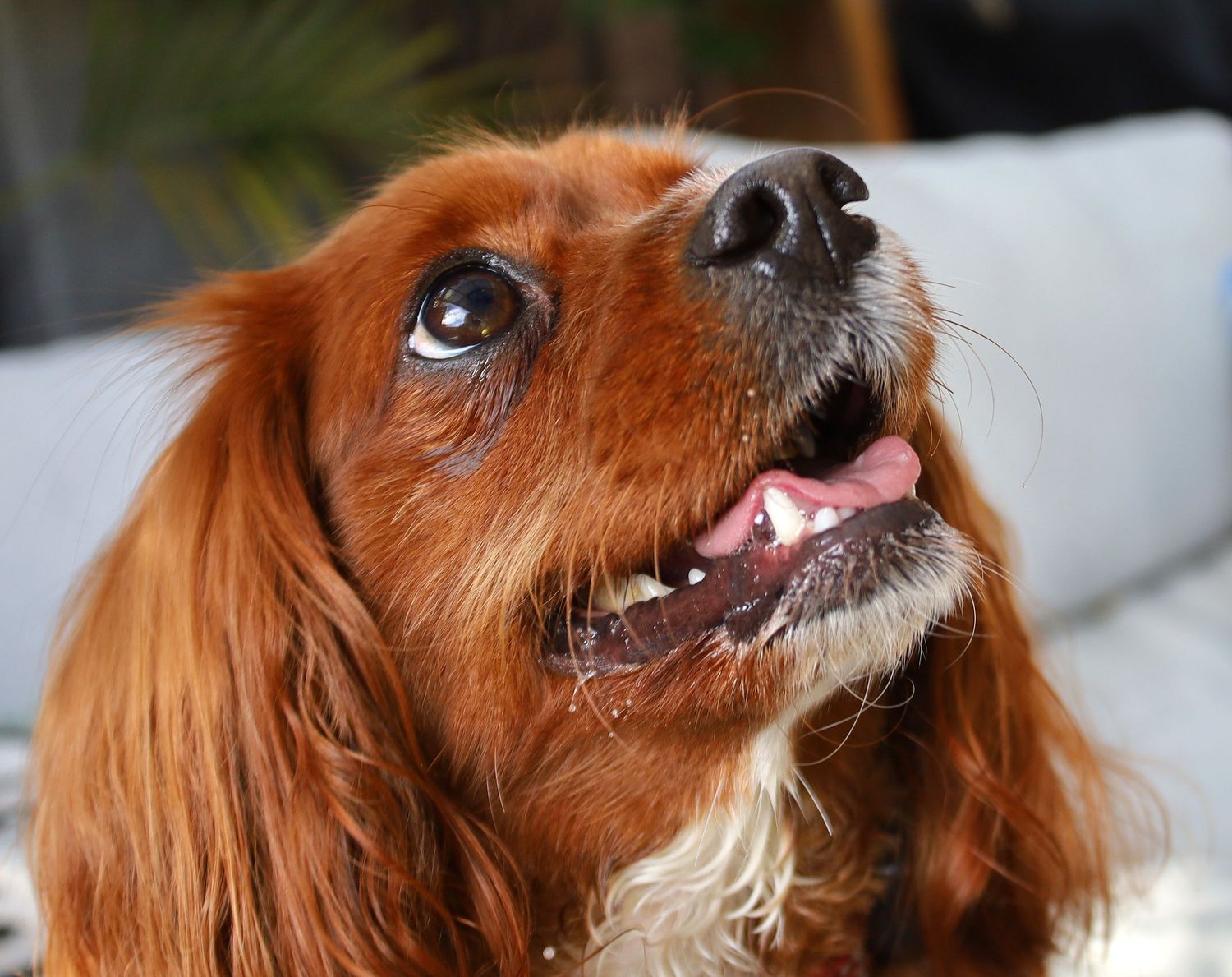 Close-up of a beautiful Cavoodle looking up with tongue slightly out.
By Chris Harban