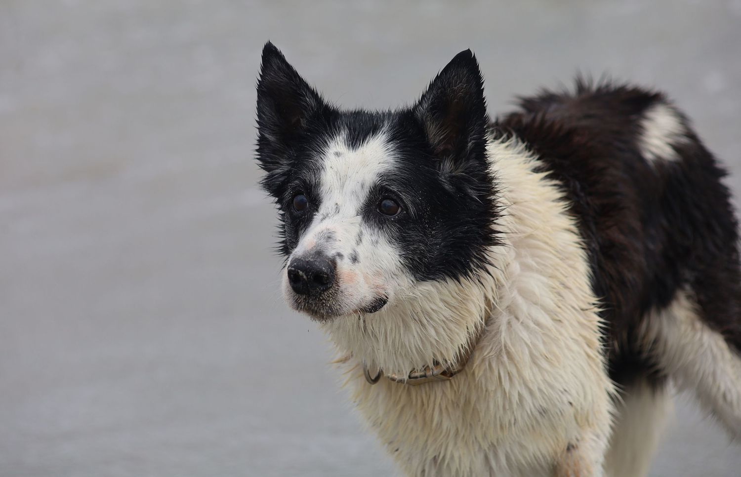A wet black and white Border Collie dog standing outdoors, looking alert with perked ears.