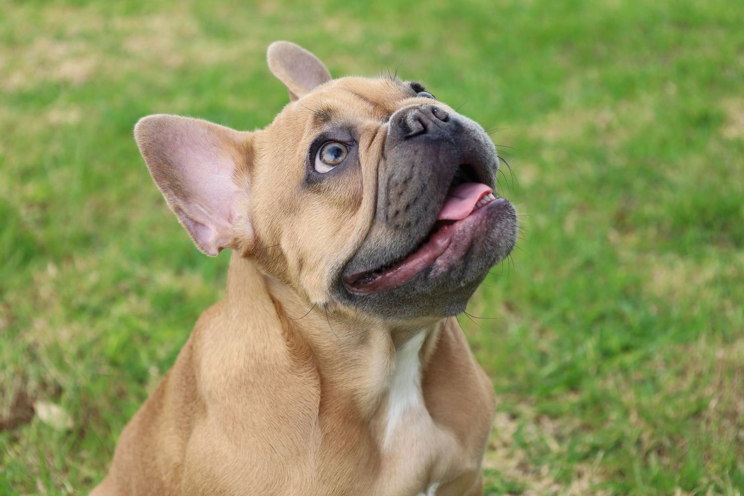 A fawn French Bulldog puppy with large ears sits on green grass, looking up with tongue out.