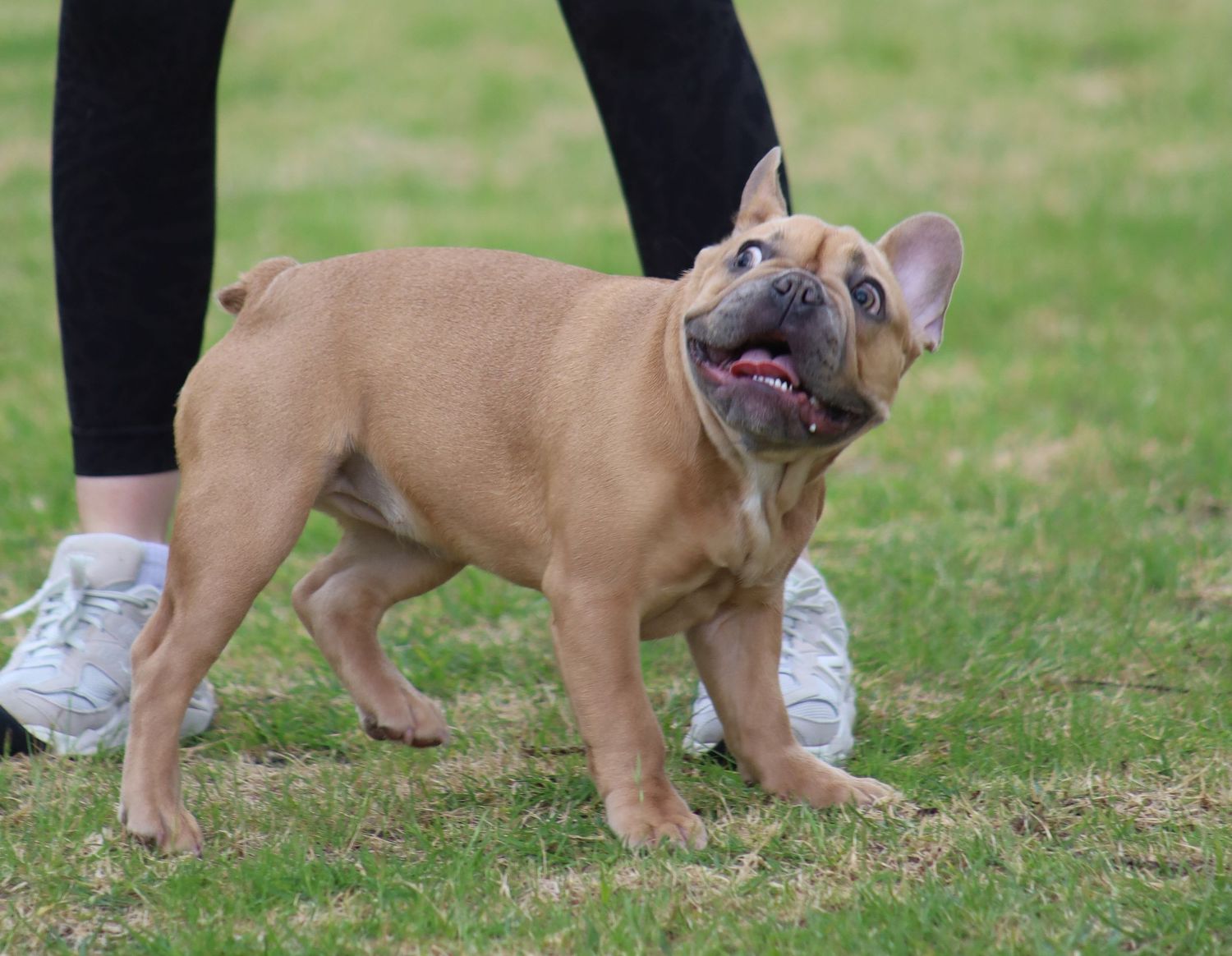 A fawn French Bulldog puppy stands on green grass, looking up curiously near a person wearing black leggings.