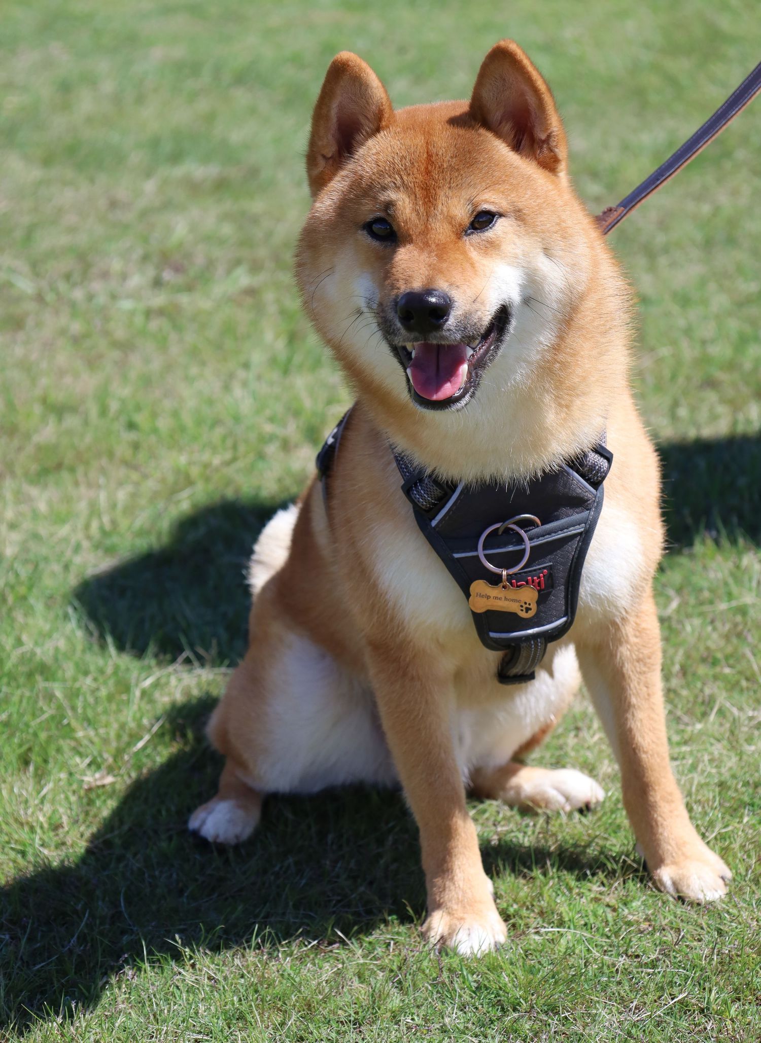 Happy red Shiba Inu sitting on green grass in the sunshine, wearing a black harness and leash with its mouth open in a smile.
