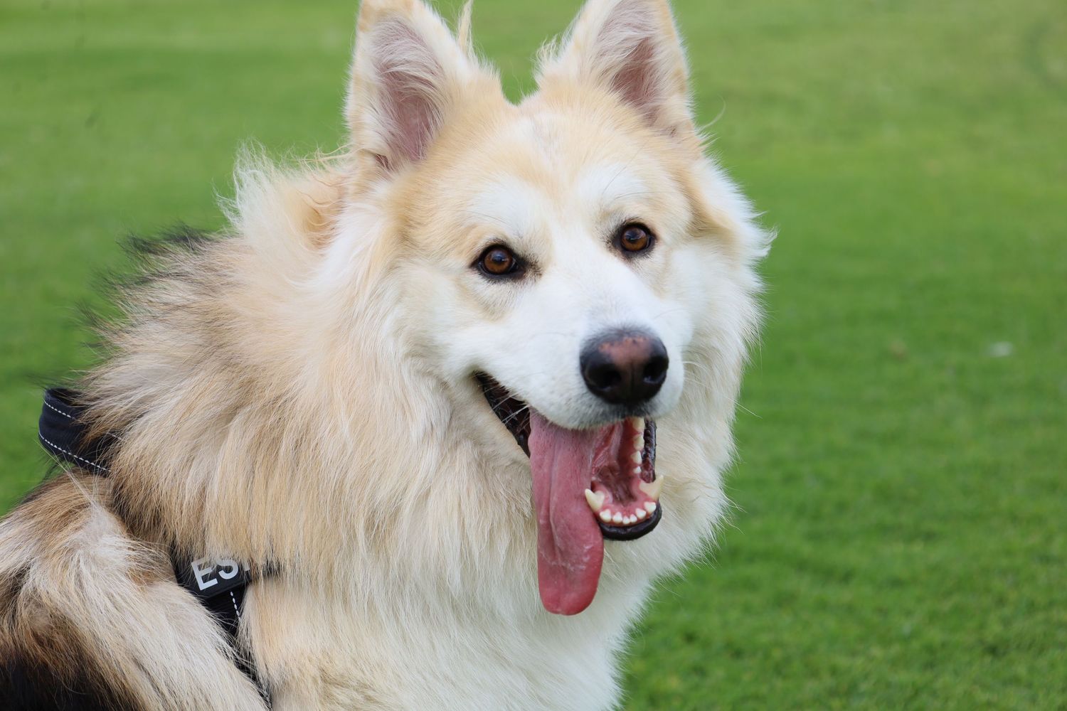 Fluffy cream and white German Shepperd dog panting happily with tongue out on green grass.
By Chris Harban