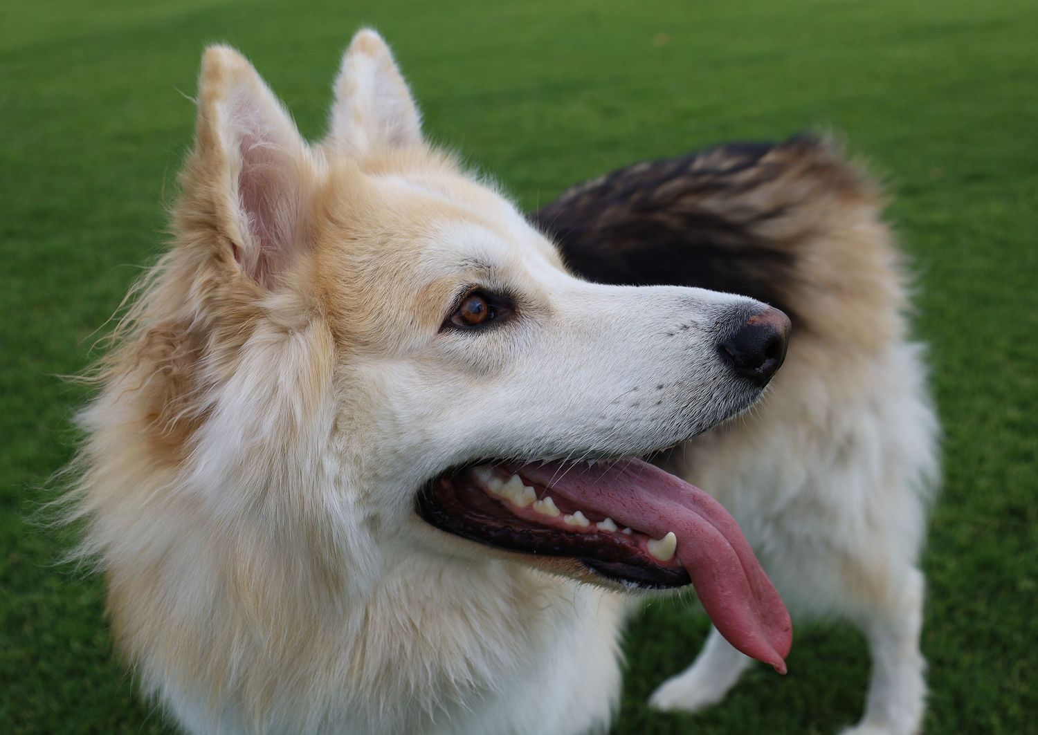 Fluffy white and tan German Shepperd dog with tongue out standing on green grass in outdoor setting.
By Chris Harban