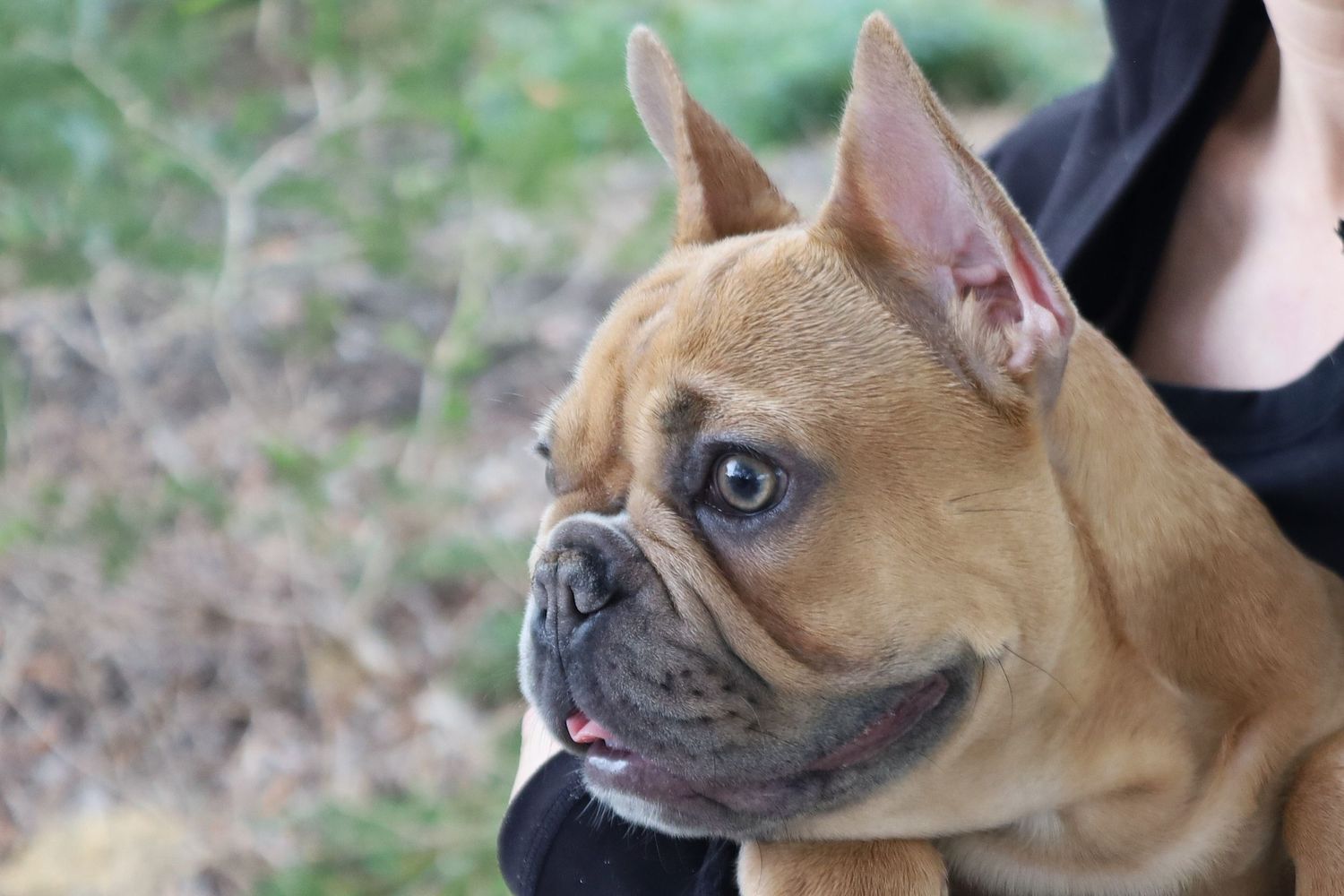 Close-up portrait of a fawn French Bulldog with large ears and expressive eyes outdoors.
By Chris Harban