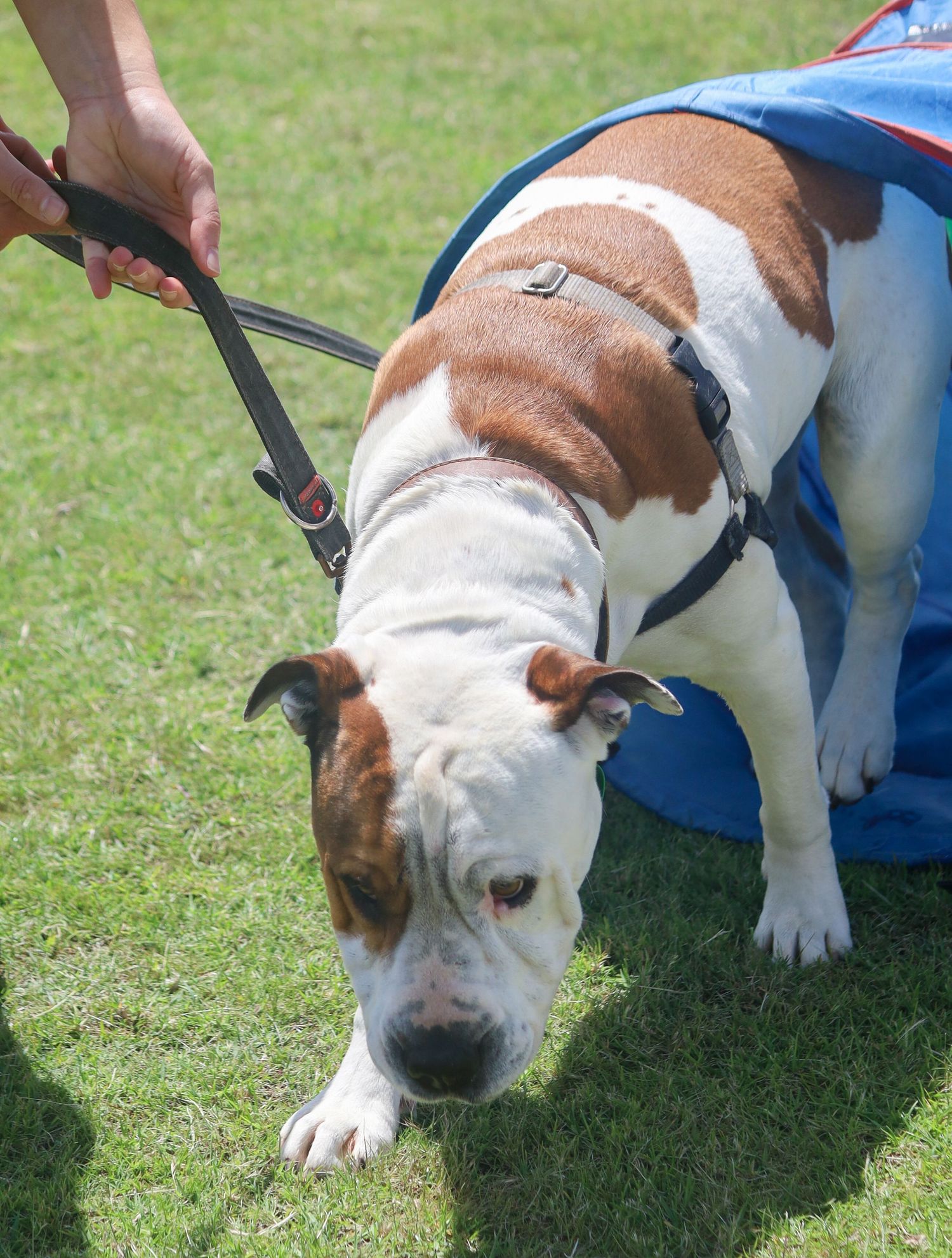 A white and brown pit bull terrier in a black harness sniffs the green grass while a person holds its leash.