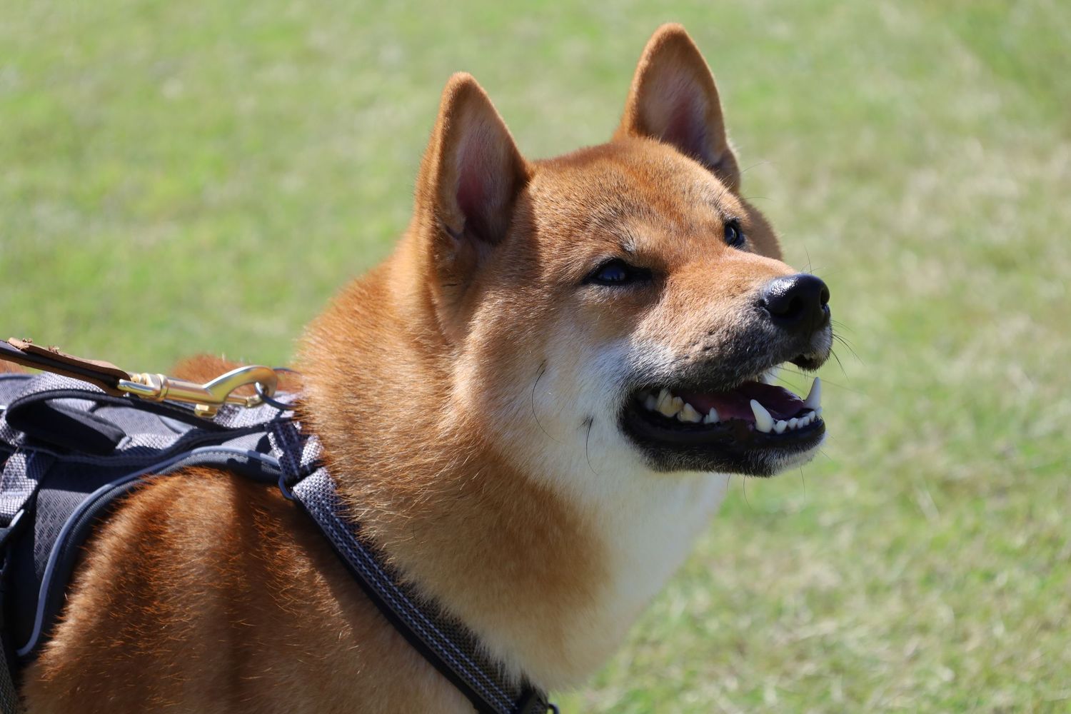 Red Shiba Inu dog wearing a black harness stands on green grass, looking to the side with its mouth slightly open on a sunny day.