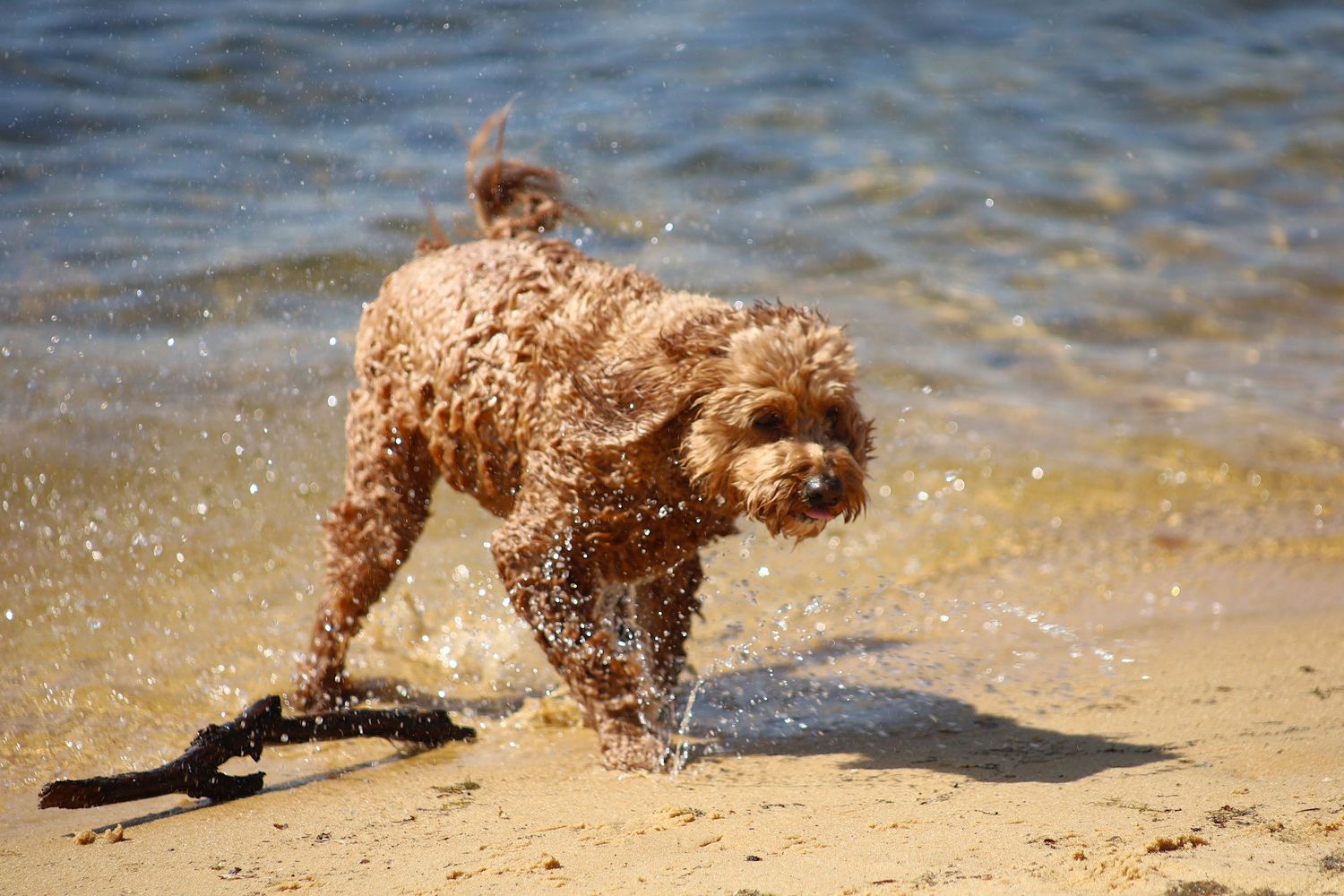 Wet curly brown dog shaking off water on sandy beach near ocean shoreline on a sunny day.