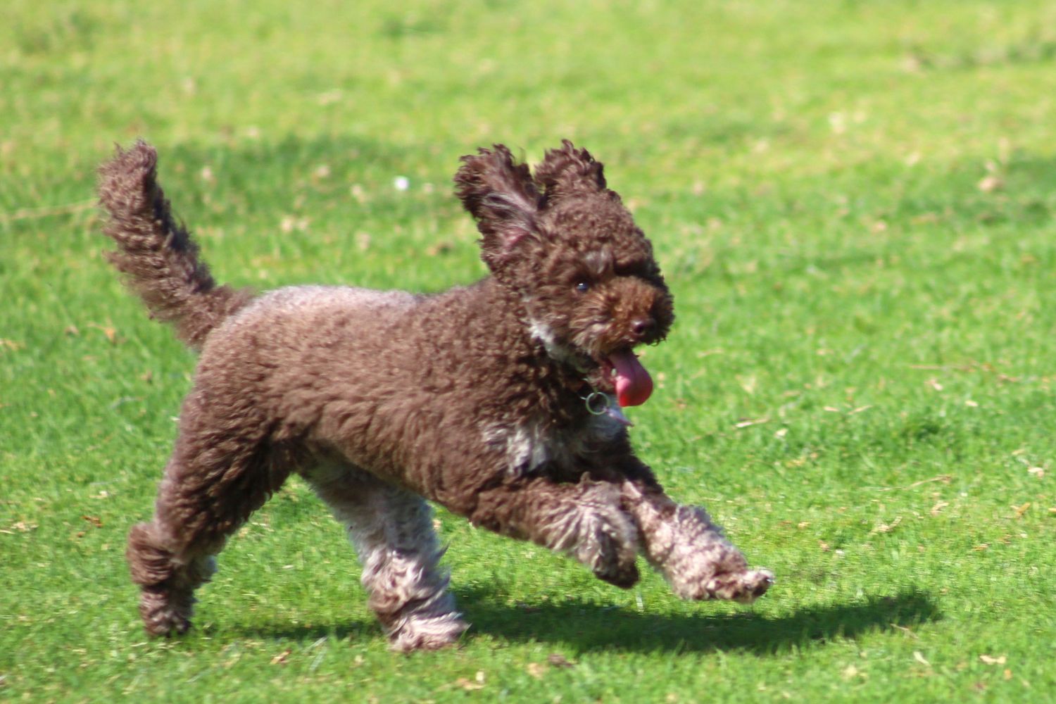 A fluffy brown Labradoodle dog running playfully on a lush green grass lawn with tongue out.