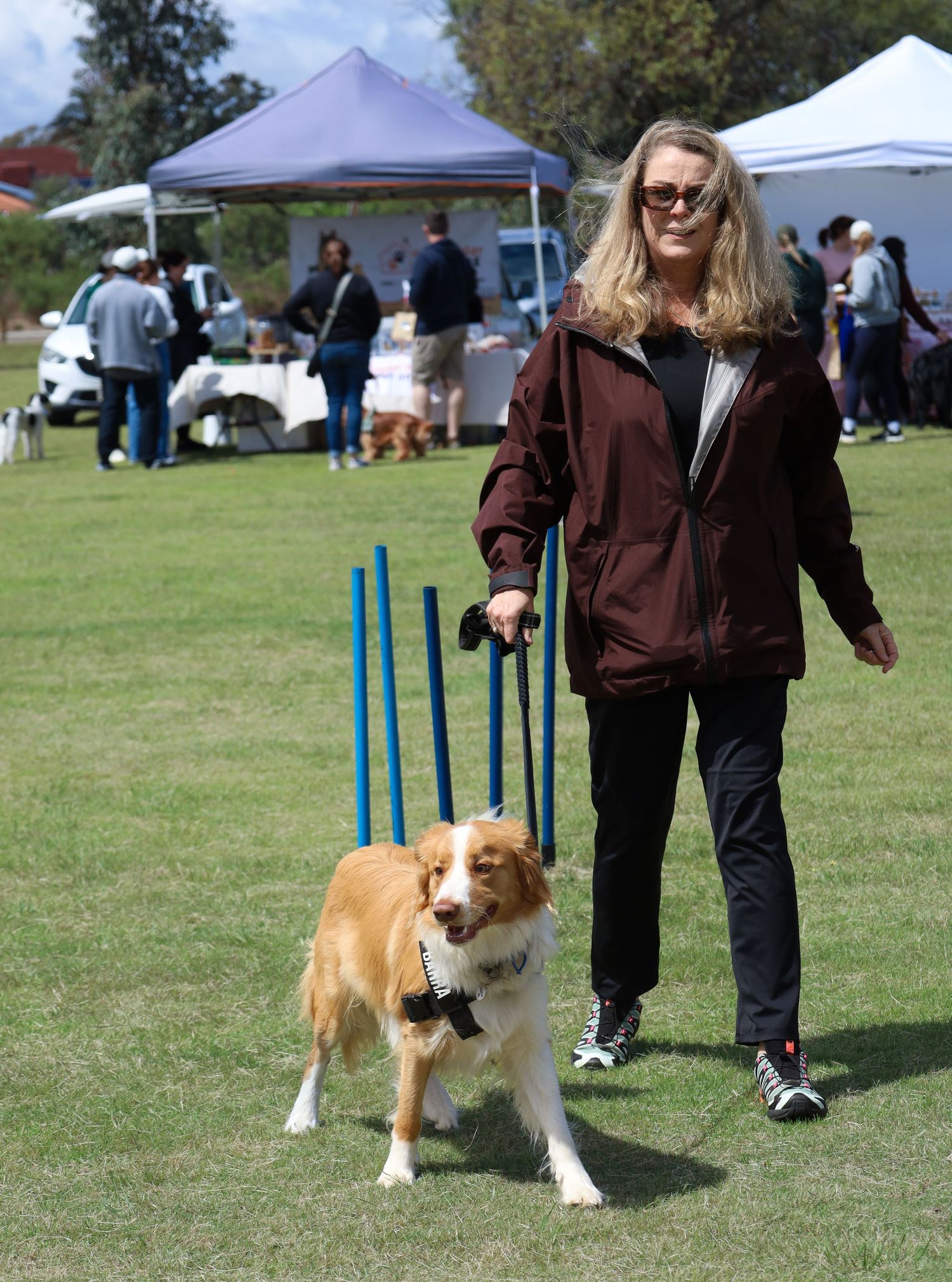 Woman in a maroon jacket walks an Australian shepherd past blue weave poles at an outdoor dog agility event with canopy tents behind.