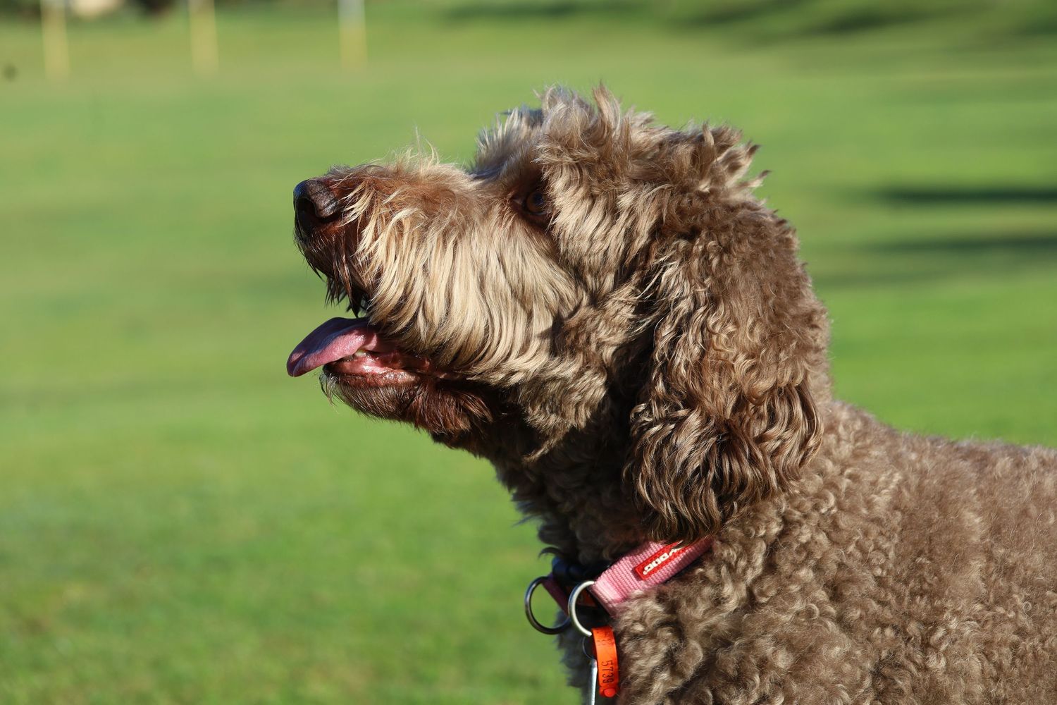 A close-up portrait of a grey Labradoodle dog with tongue out on green grass.
By Chris Harban