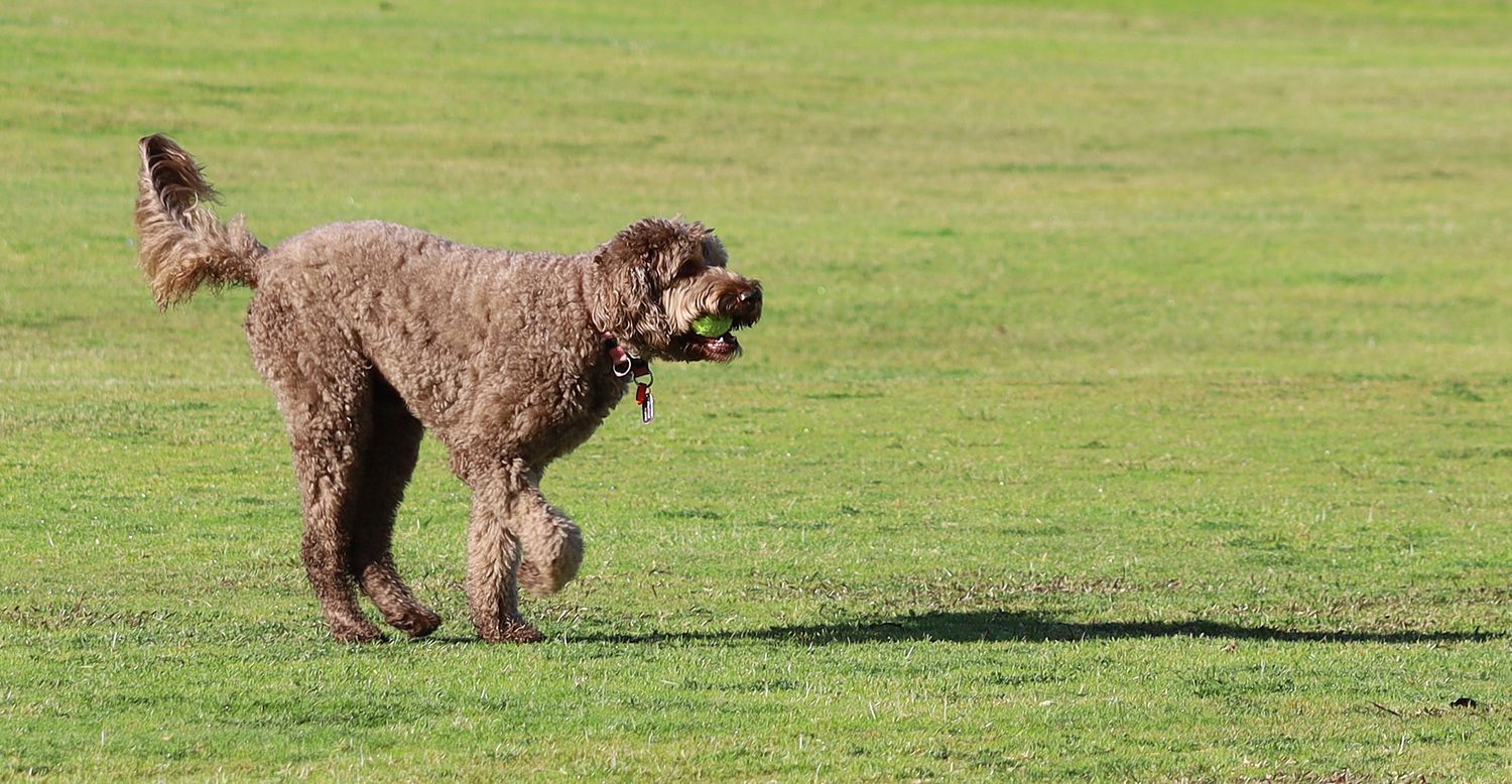 Brown Labradoodle running on green grass field carrying a tennis ball in its mouth on a sunny day.
By Chris Harban