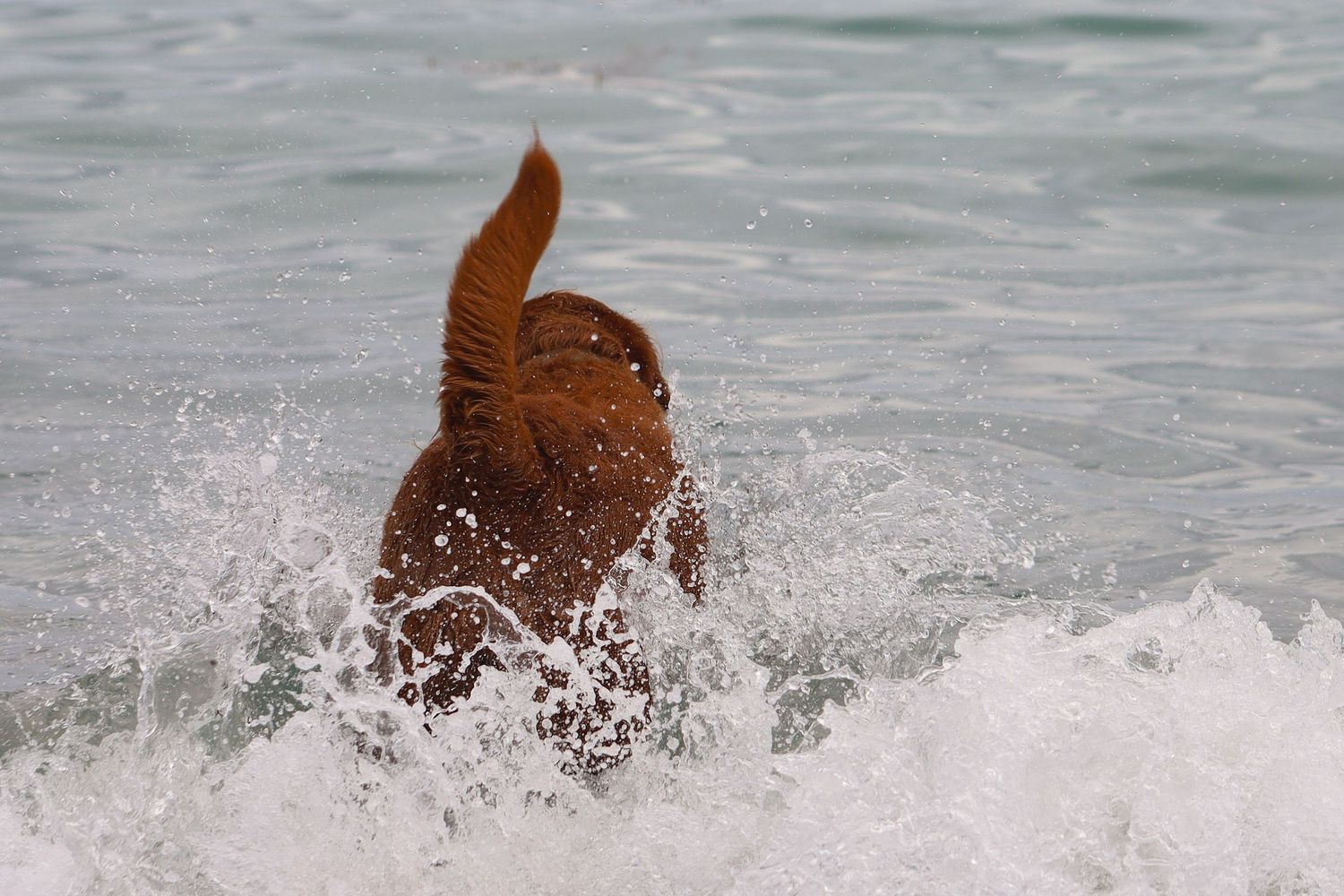 A brown dog splashing through ocean waves on a sunny beach day.