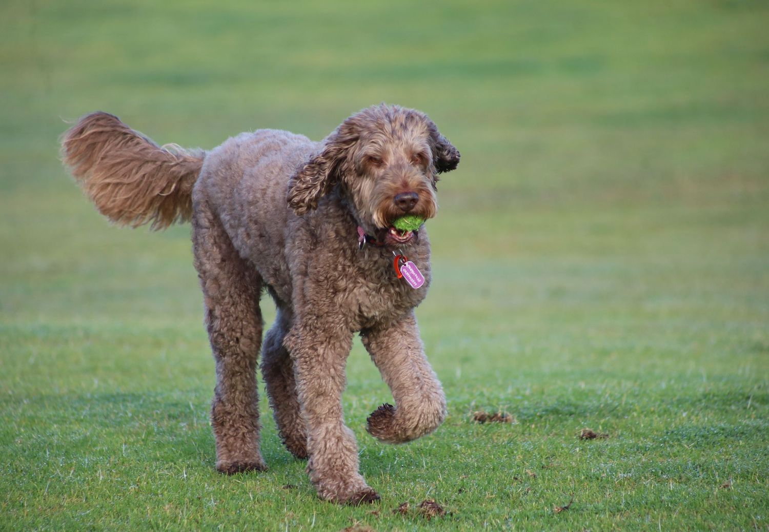 A curly brown Labradoodle dog runs across green grass carrying a tennis ball in its mouth.