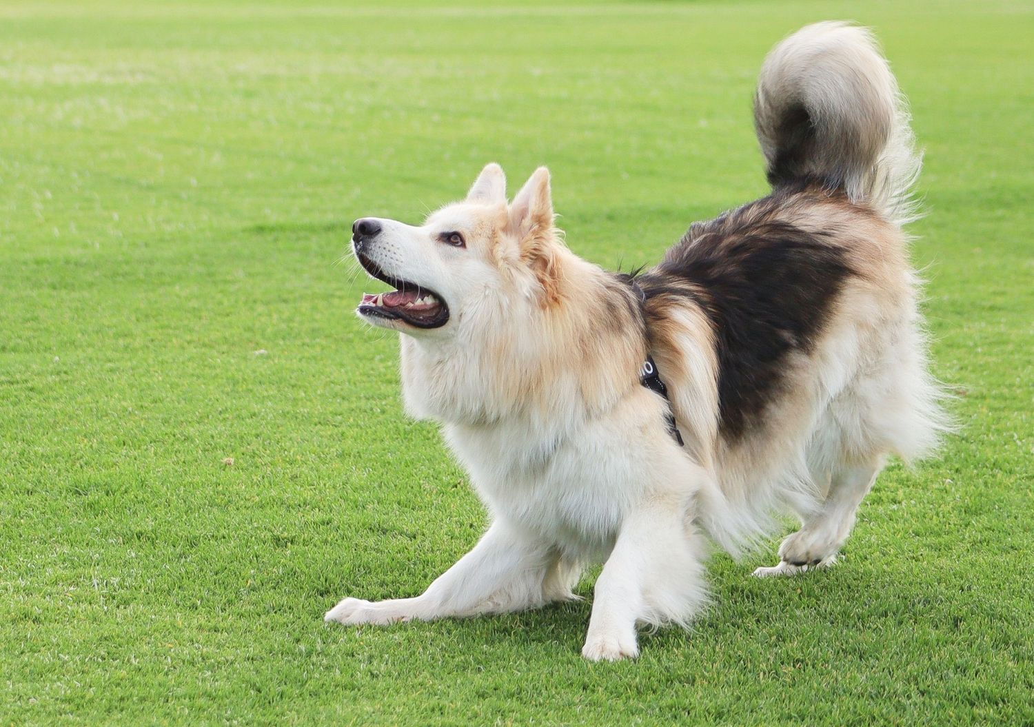 Fluffy white and brown dog playing on green grass with tail raised and mouth open in a park.