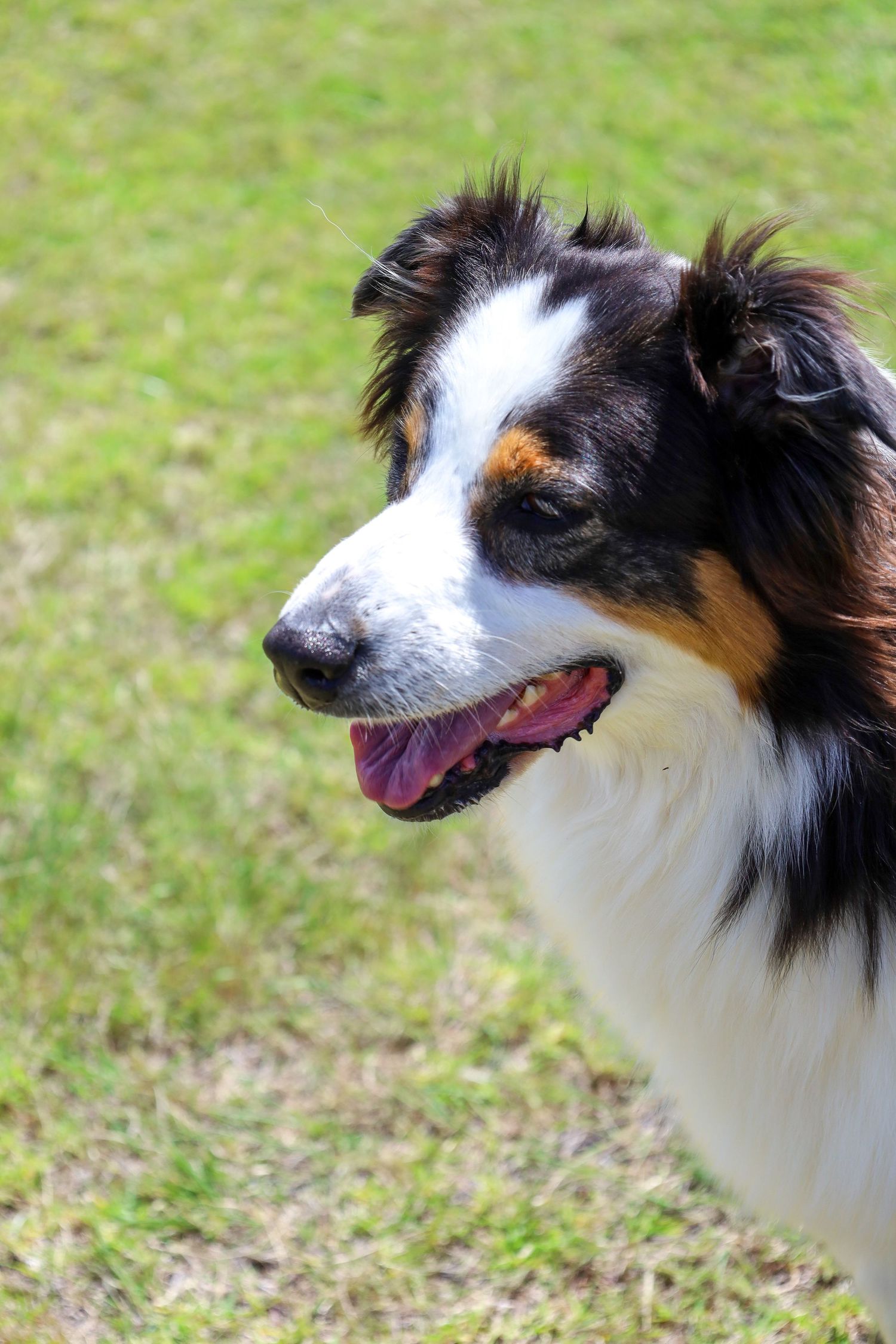 Tricolor Australian Shepherd with black, white and copper markings stands on green grass, looking to the side with its mouth open.