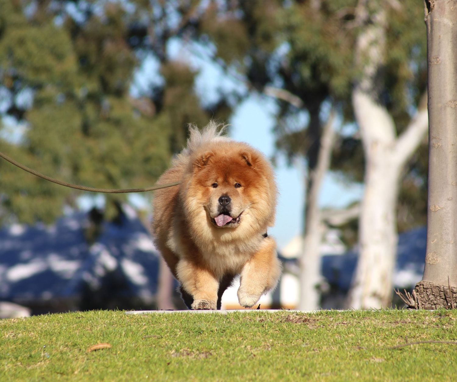 Fluffy golden Chow Chow dog running on green grass in a sunny park with trees in the background.
By Chris Harban