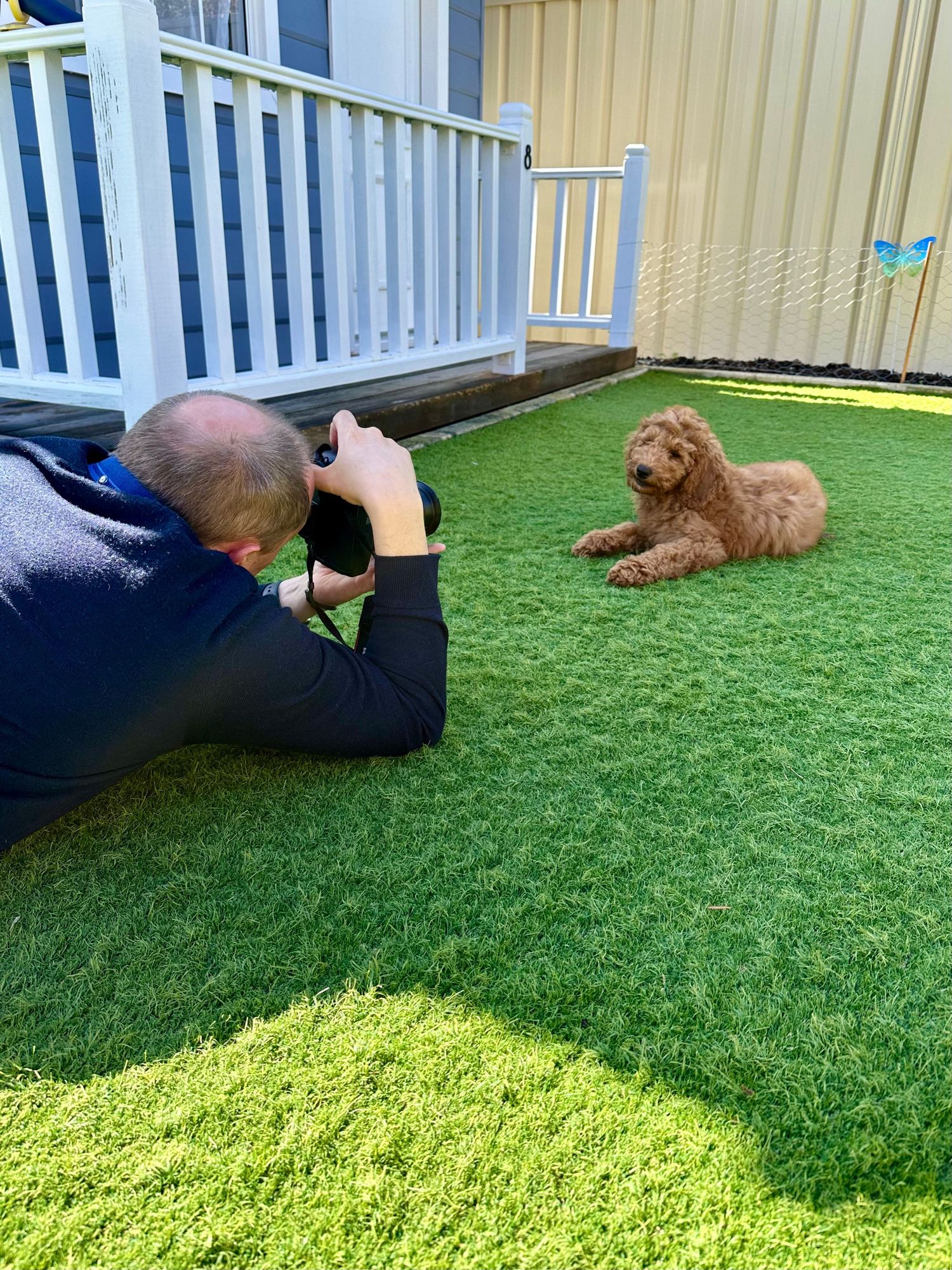 Man lying on artificial grass photographing a fluffy goldendoodle puppy outdoors near white porch railing.