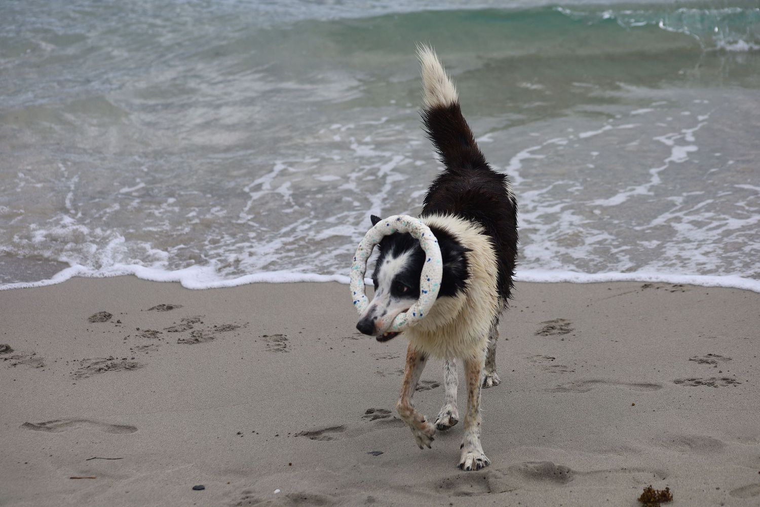 A black and white dog carries a ring toy while running on a sandy beach with ocean waves in the background.