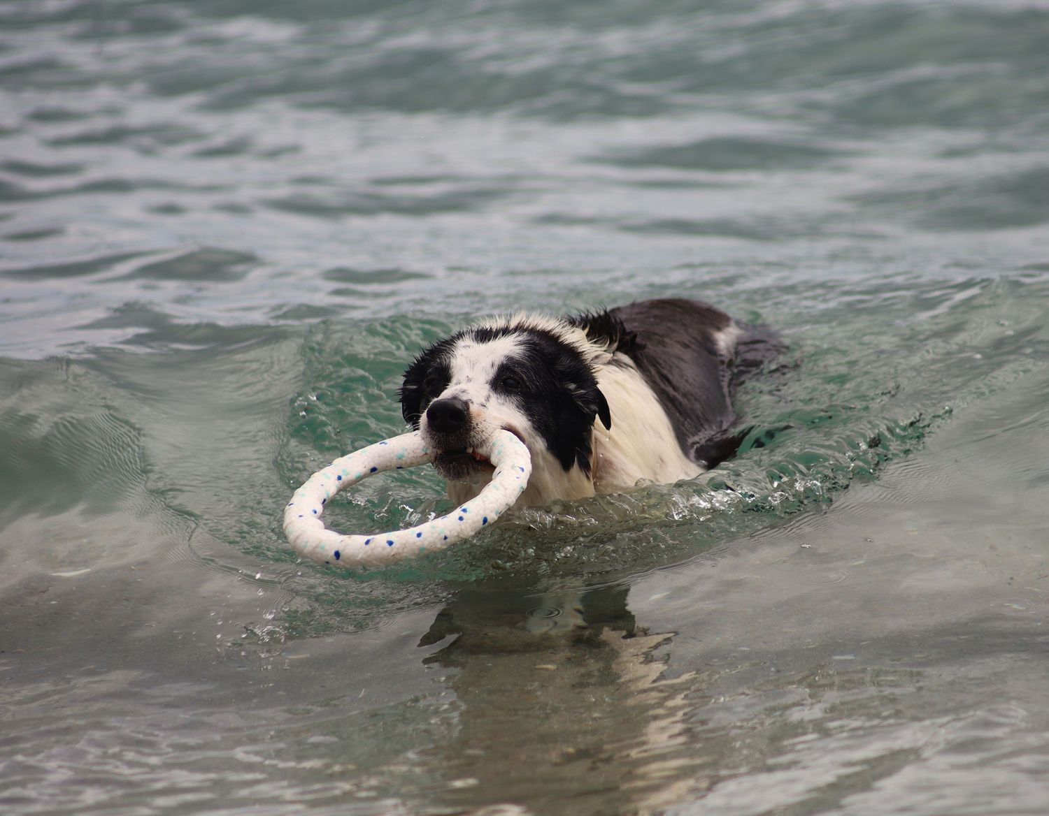 Black and white dog swimming in ocean waves while carrying a white ring toy in its mouth.