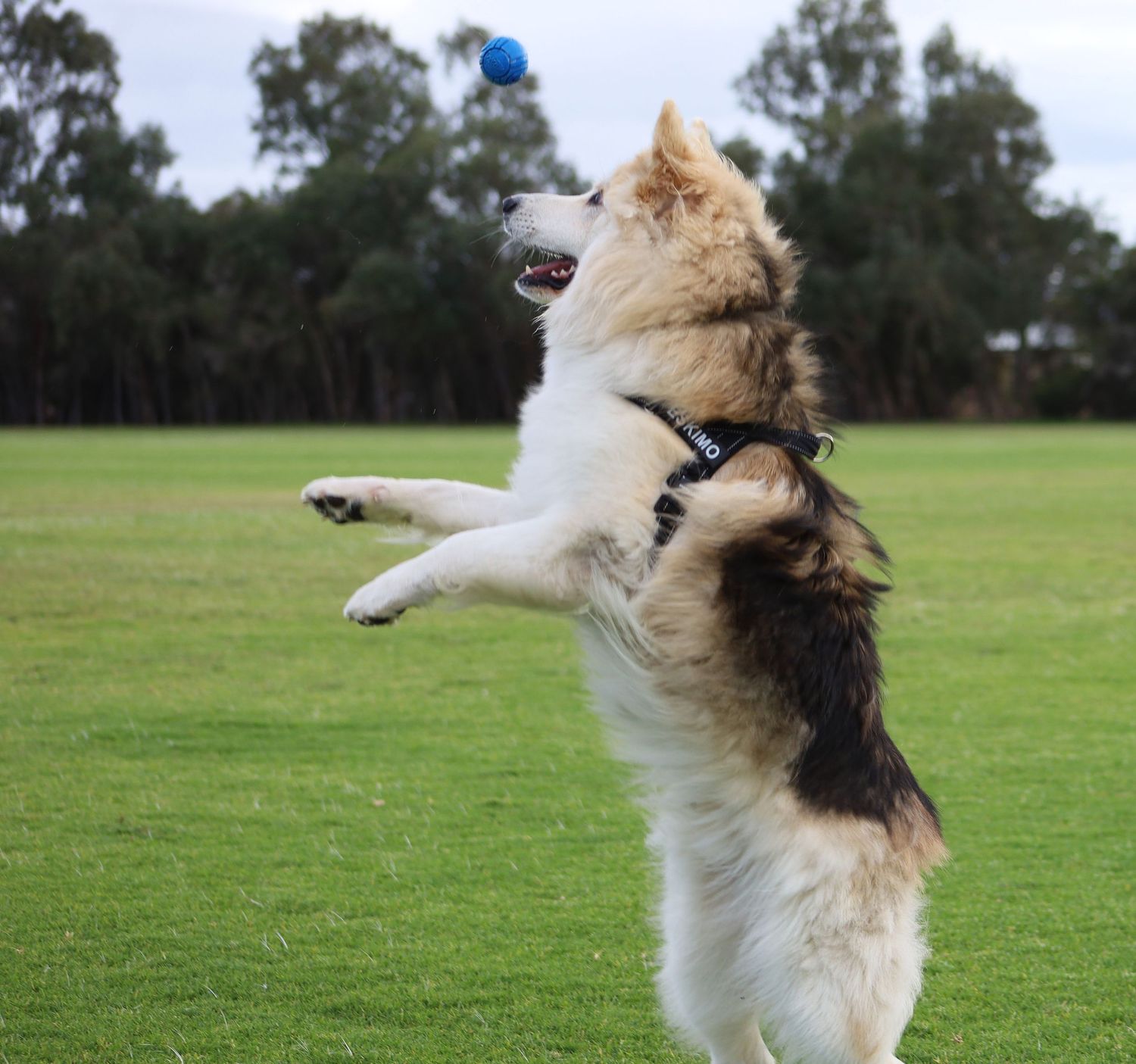 A fluffy German Shepperd dog leaps up on hind legs to catch a blue ball in a green park.
By Chris Harban
