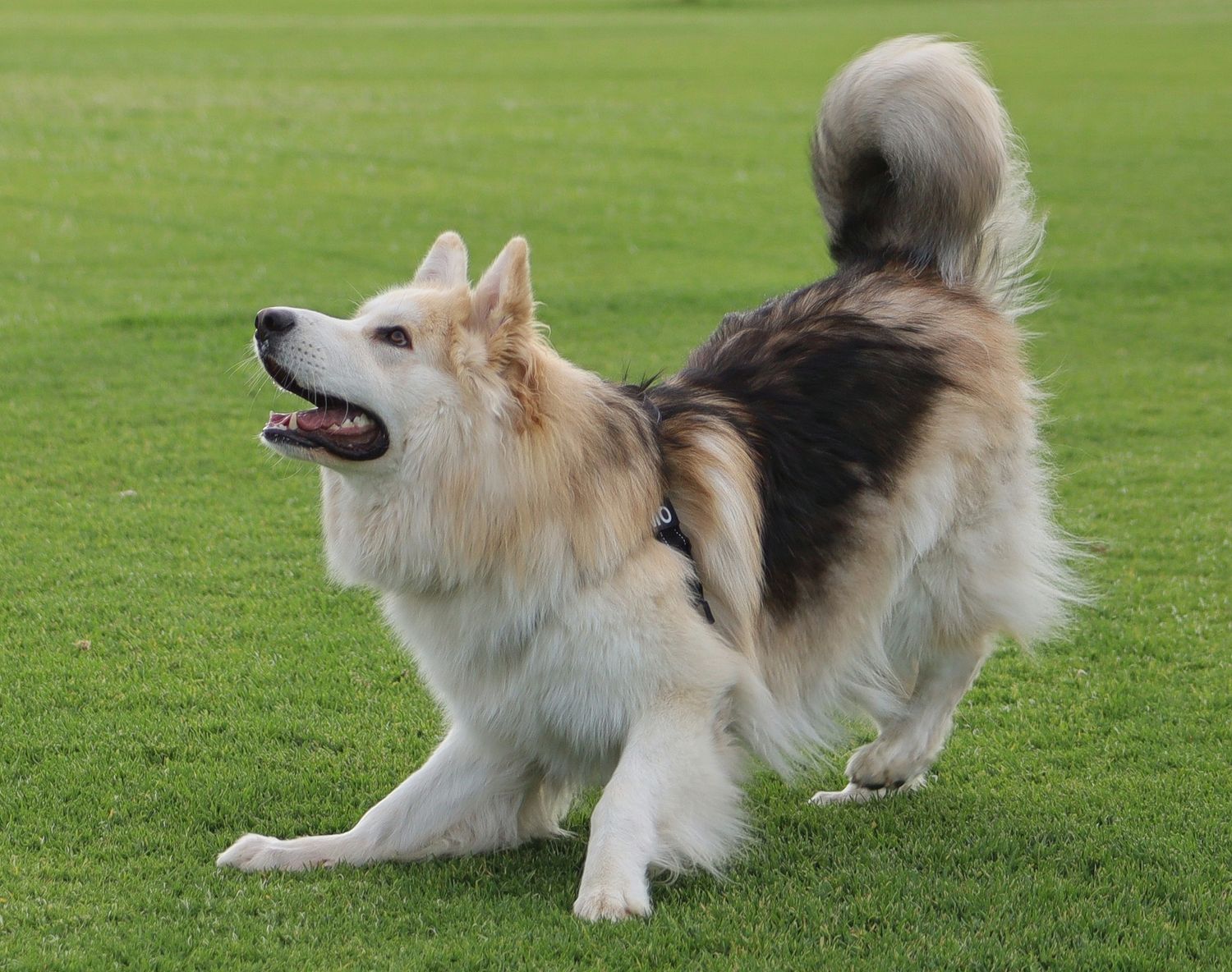 Fluffy  German Shepperd dog with curled tail stands alert on green grass, mouth open in a happy pant.
By Chris Harban